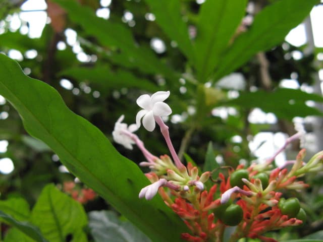 Indian snakeroot