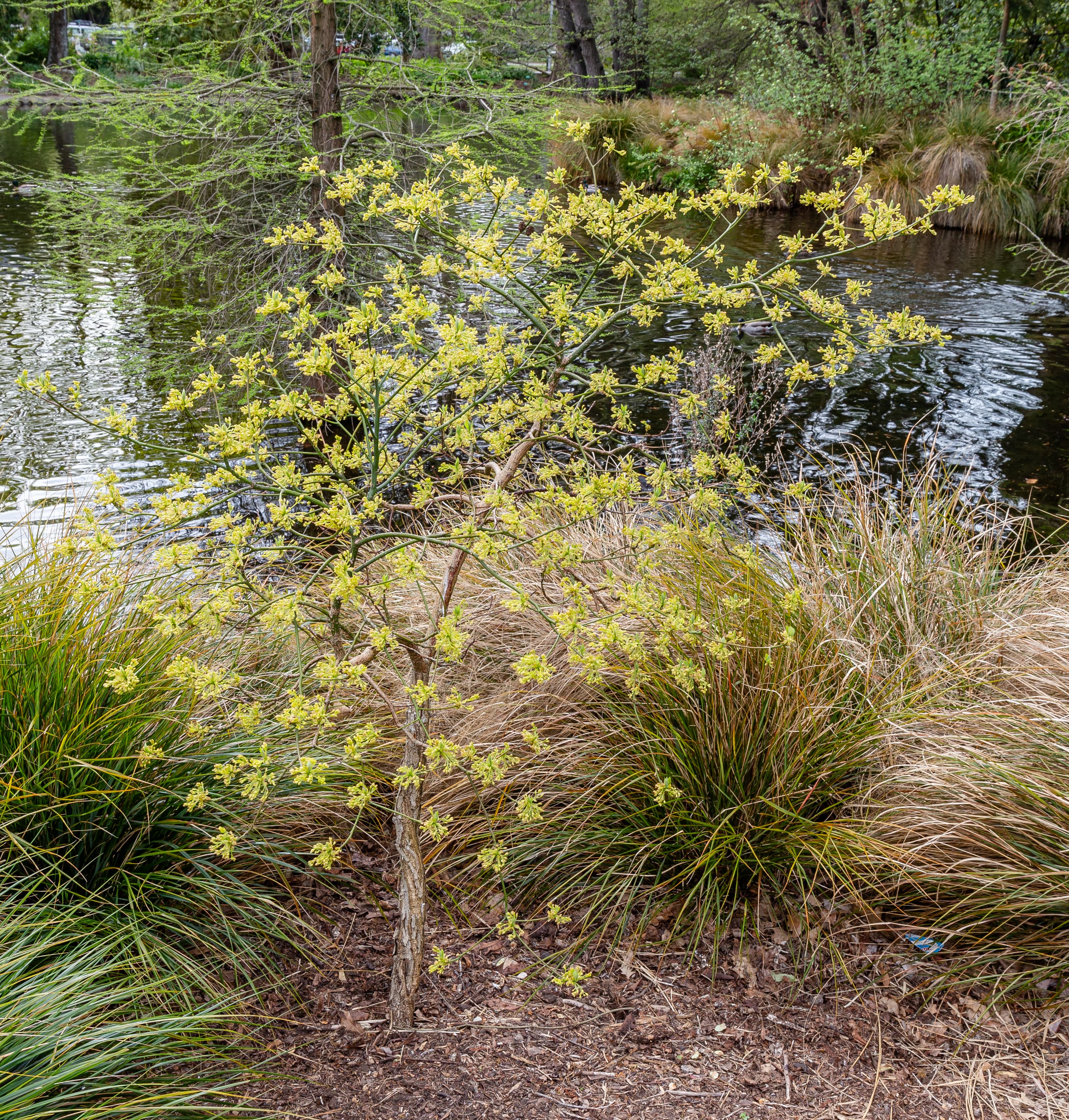 Sassafras