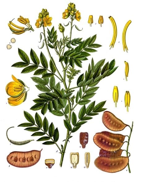 Senna