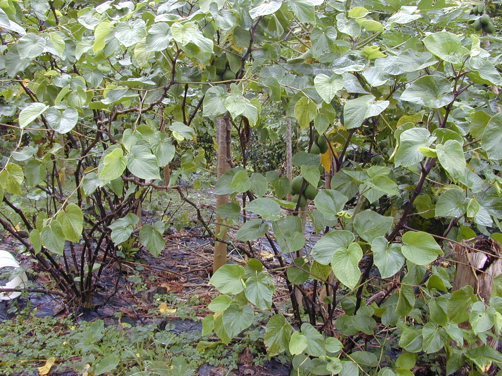 Kava