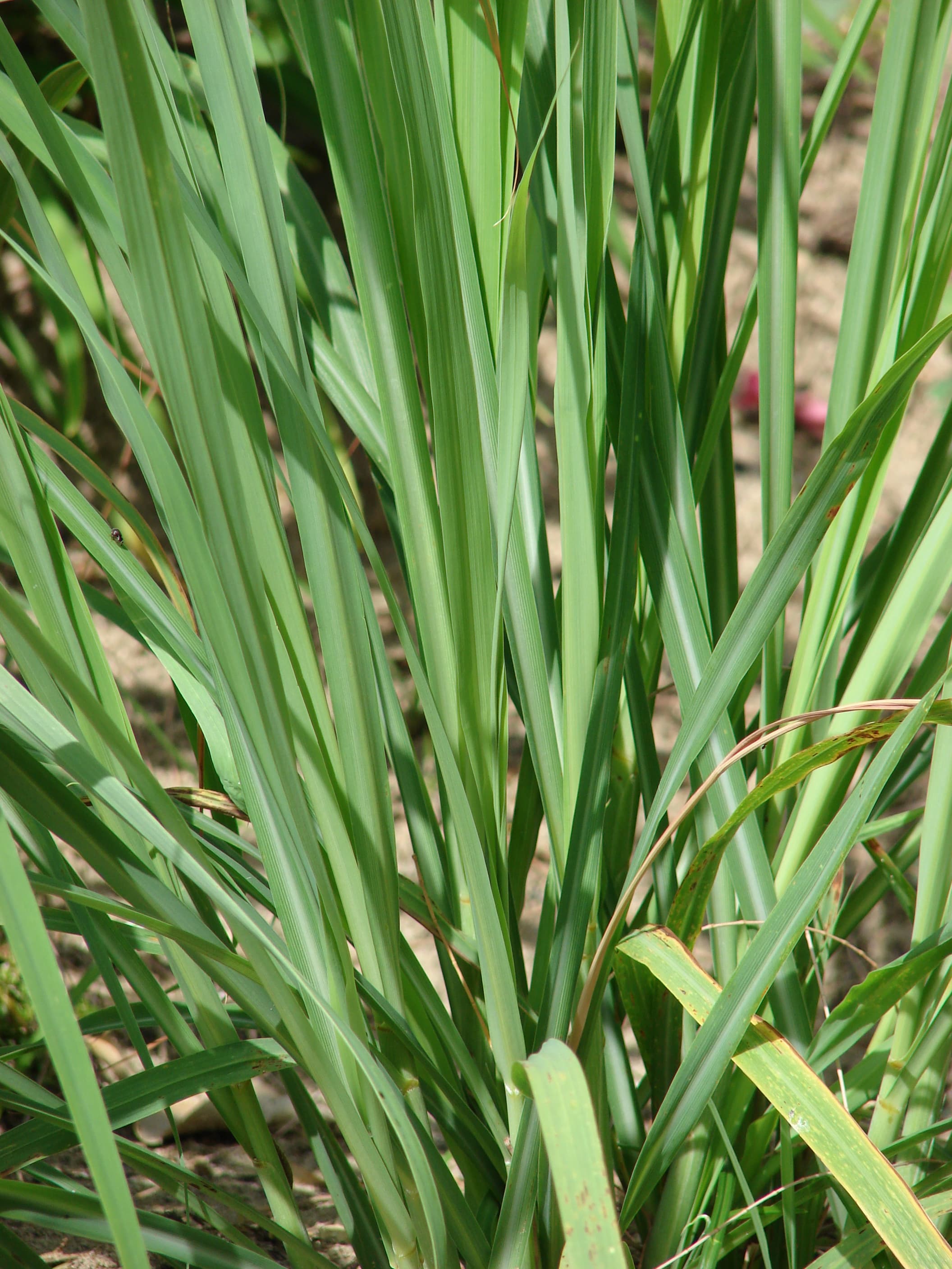 Lemongrass
