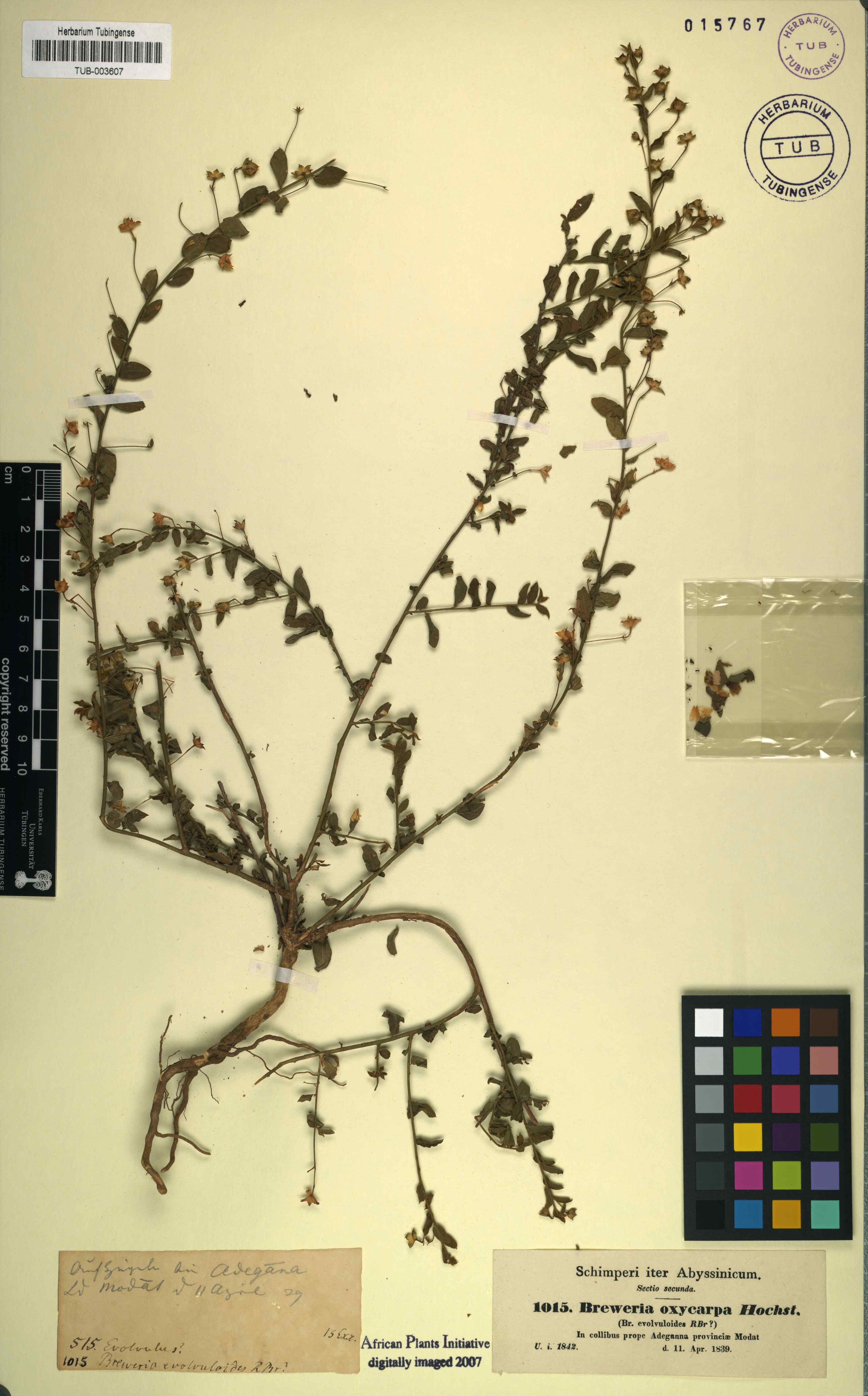 Seddera evolvuloides