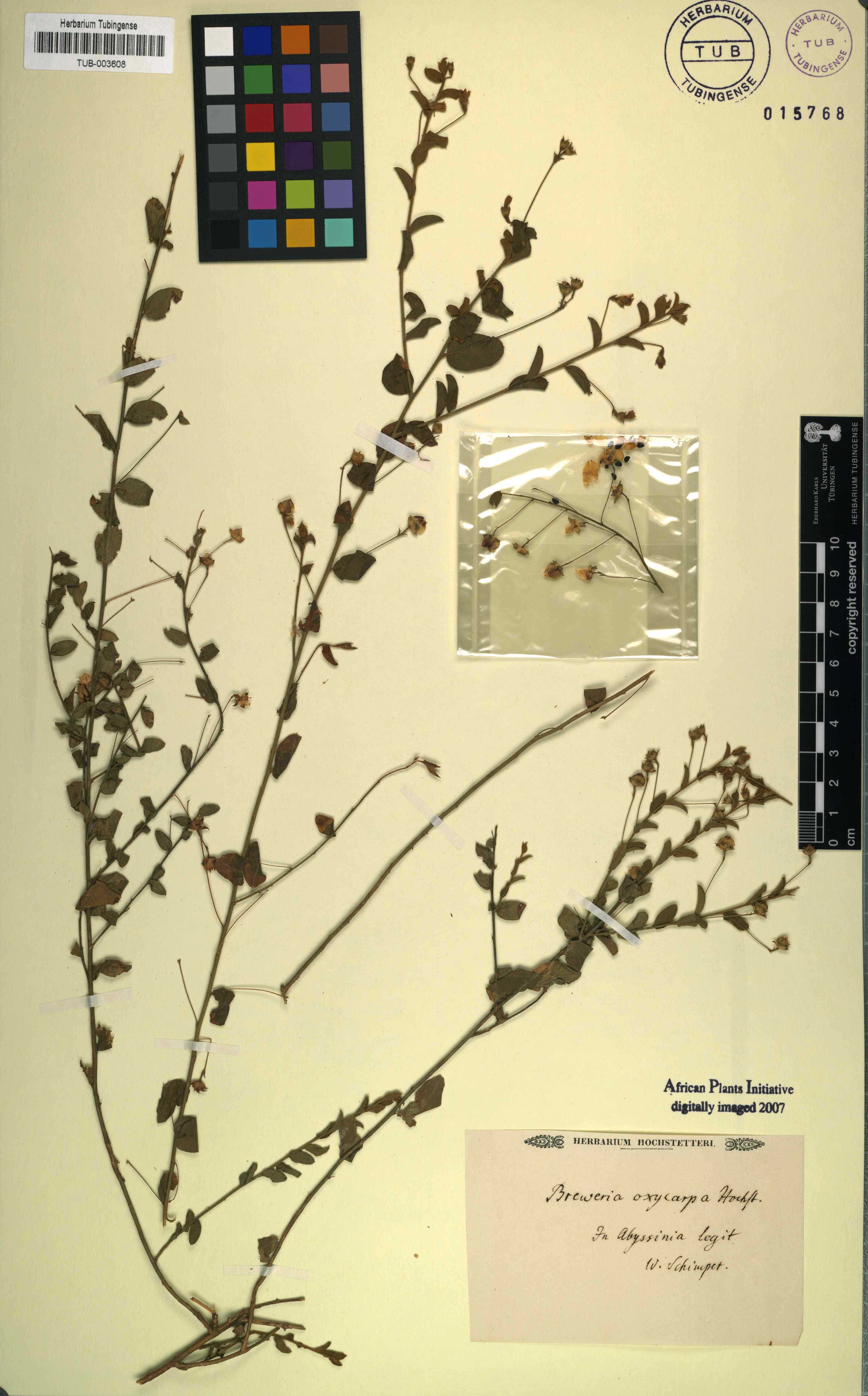 Seddera evolvuloides