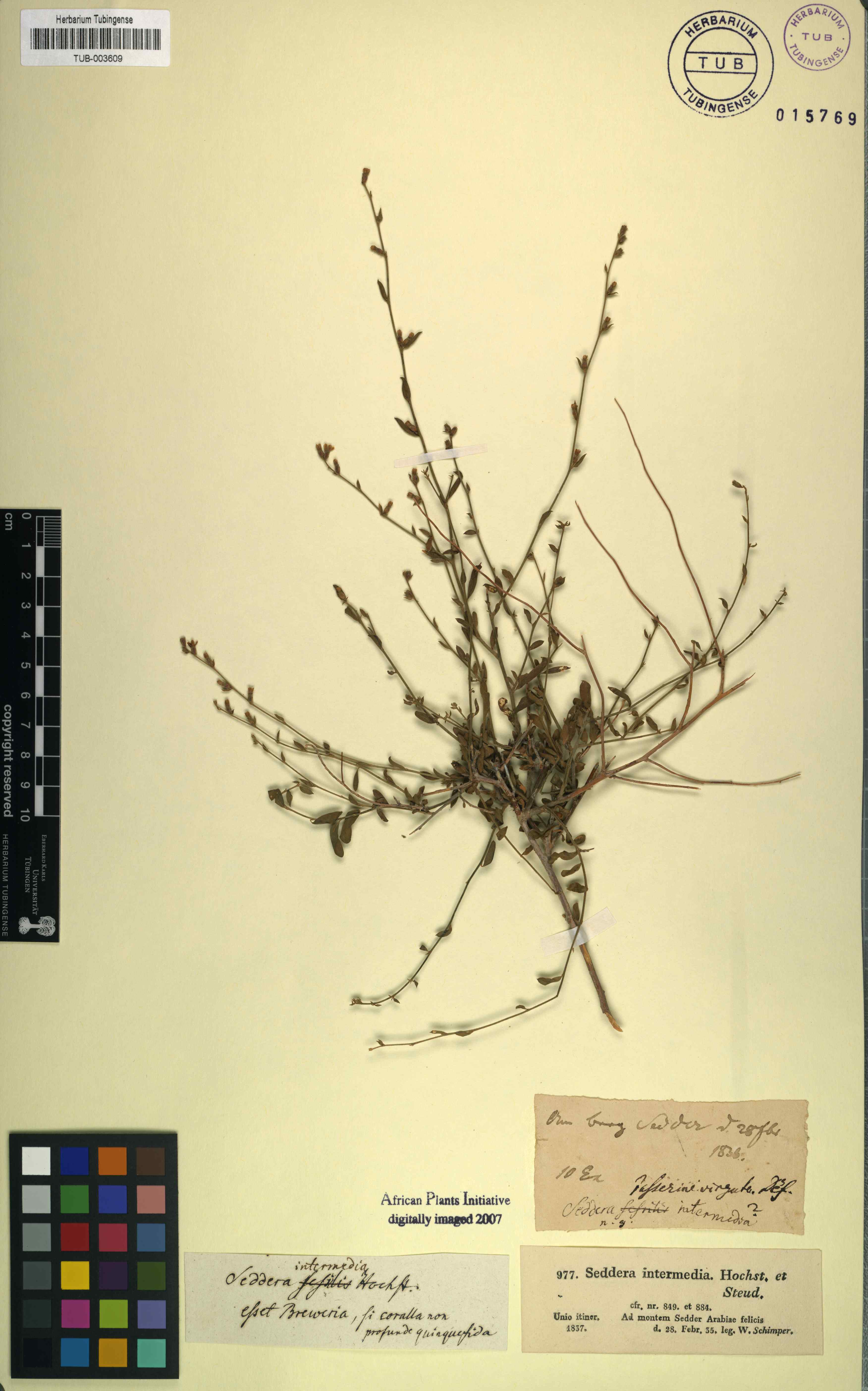 Seddera intermedia