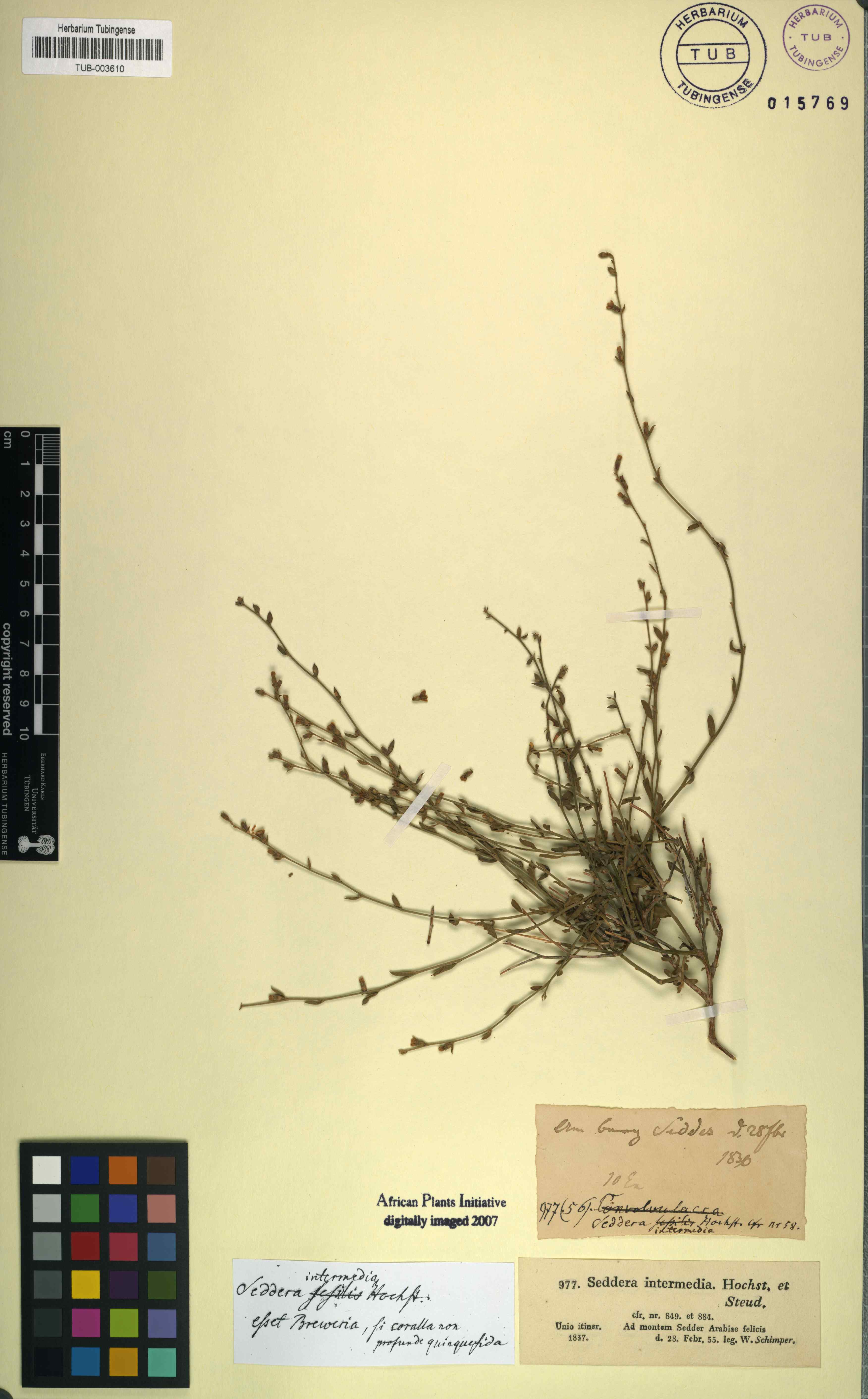 Seddera intermedia