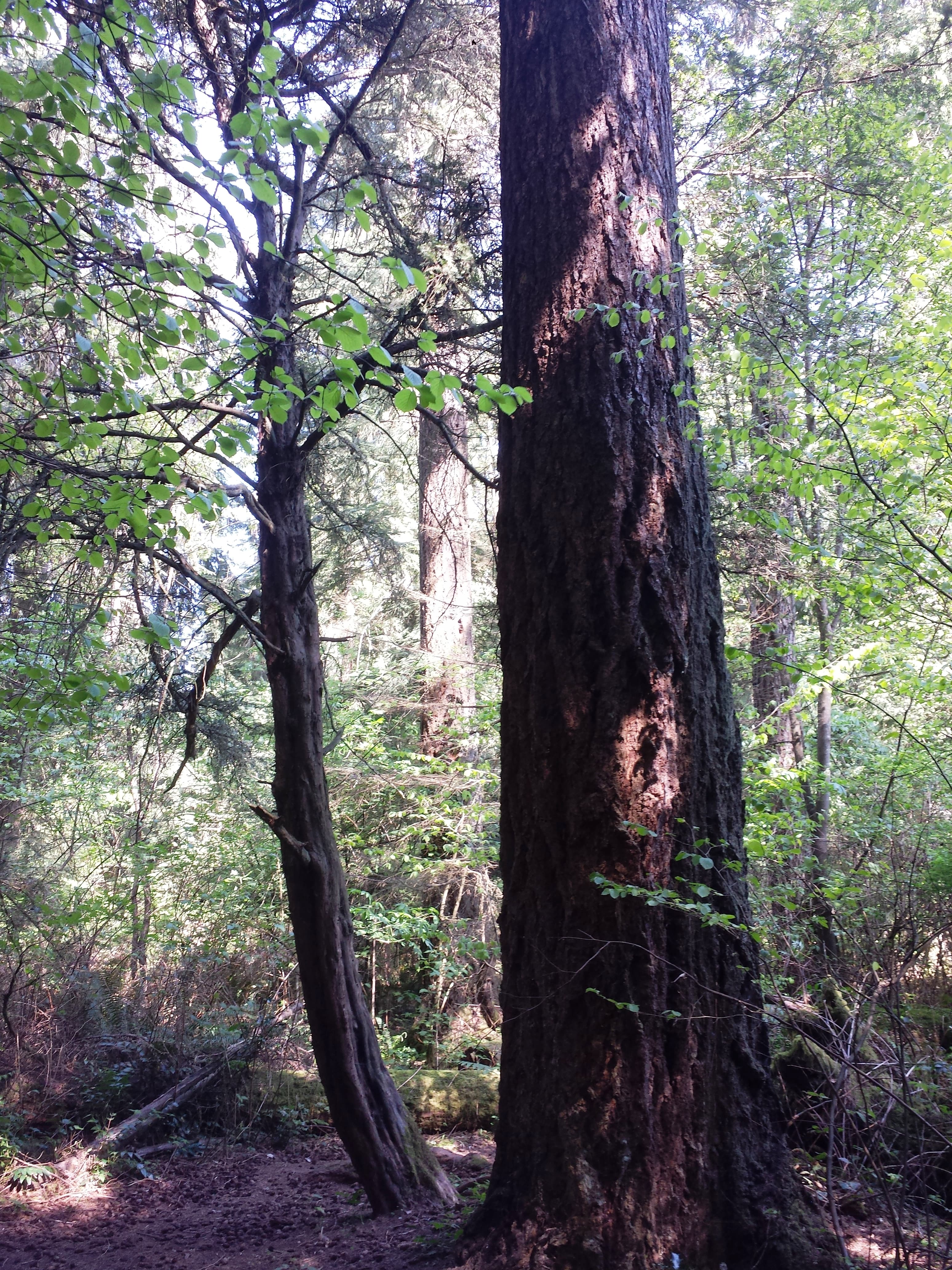 Pacific Yew