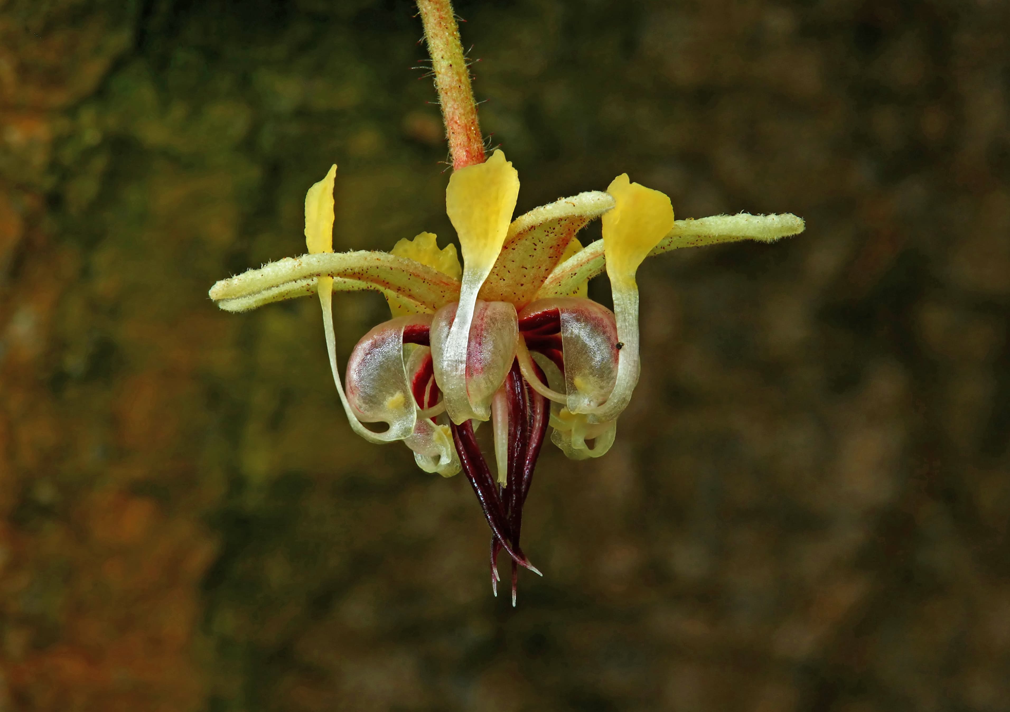 Cacao