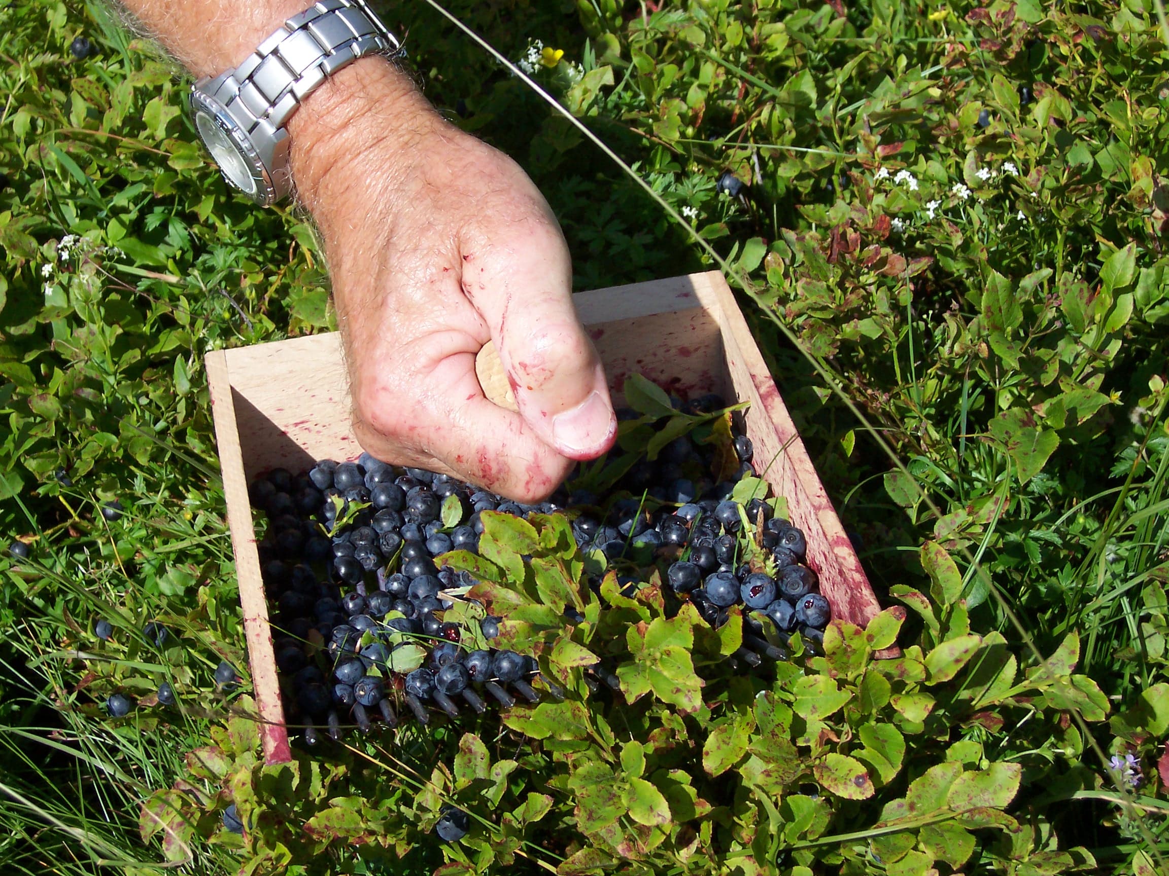 Bilberry