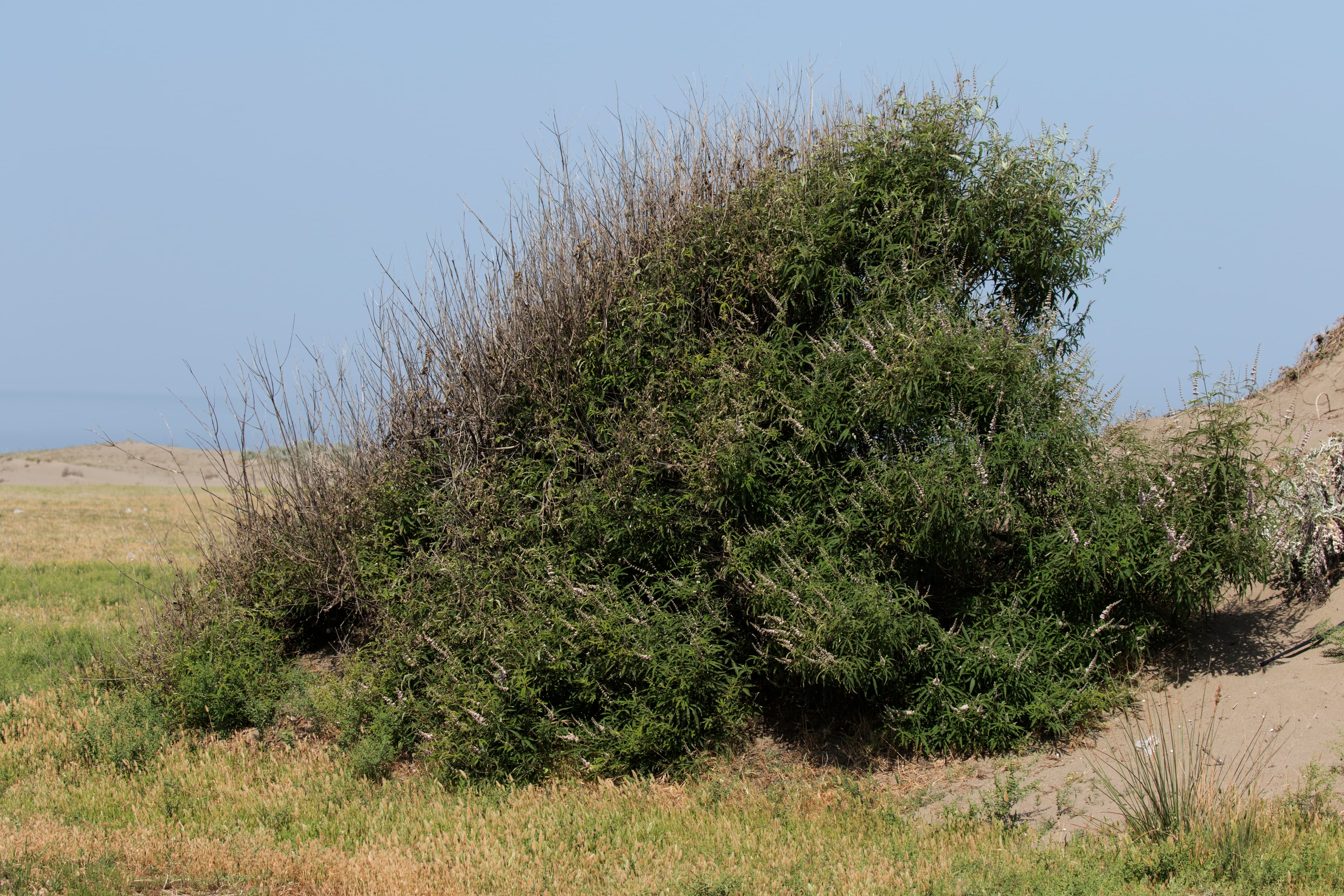 Vitex (Chaste Tree)
