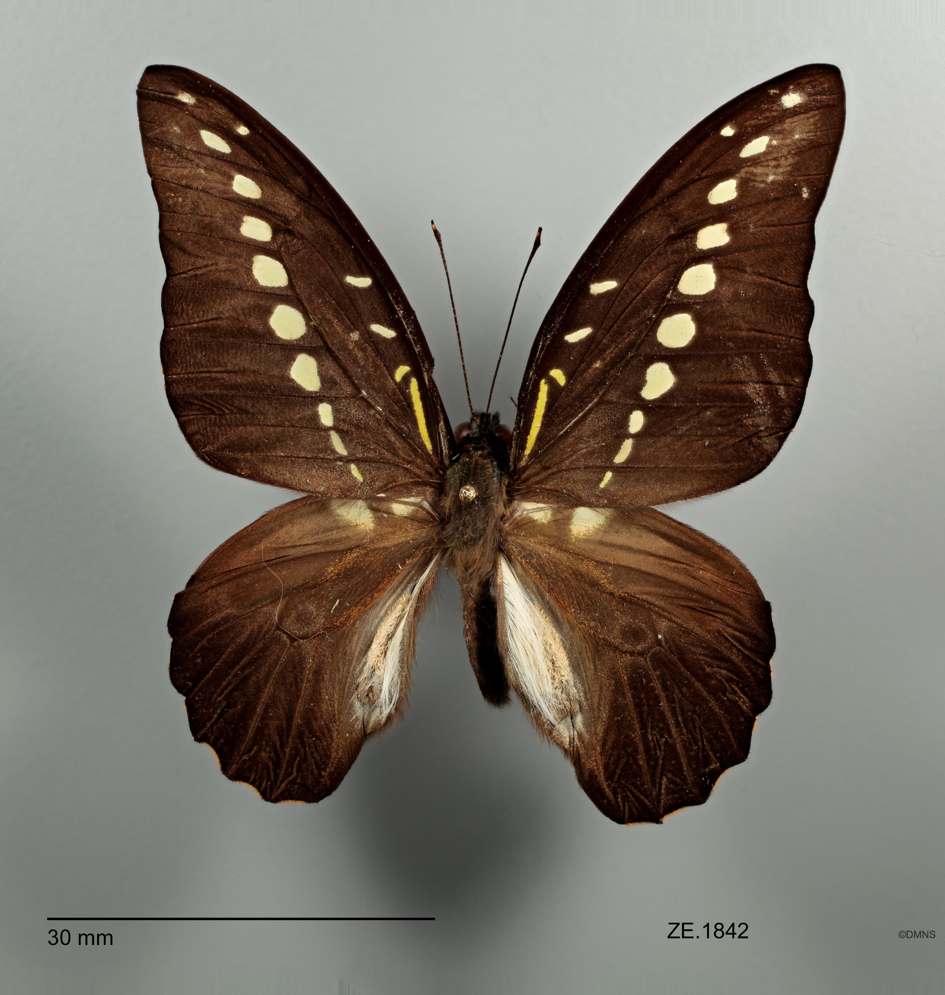 Graphium browni