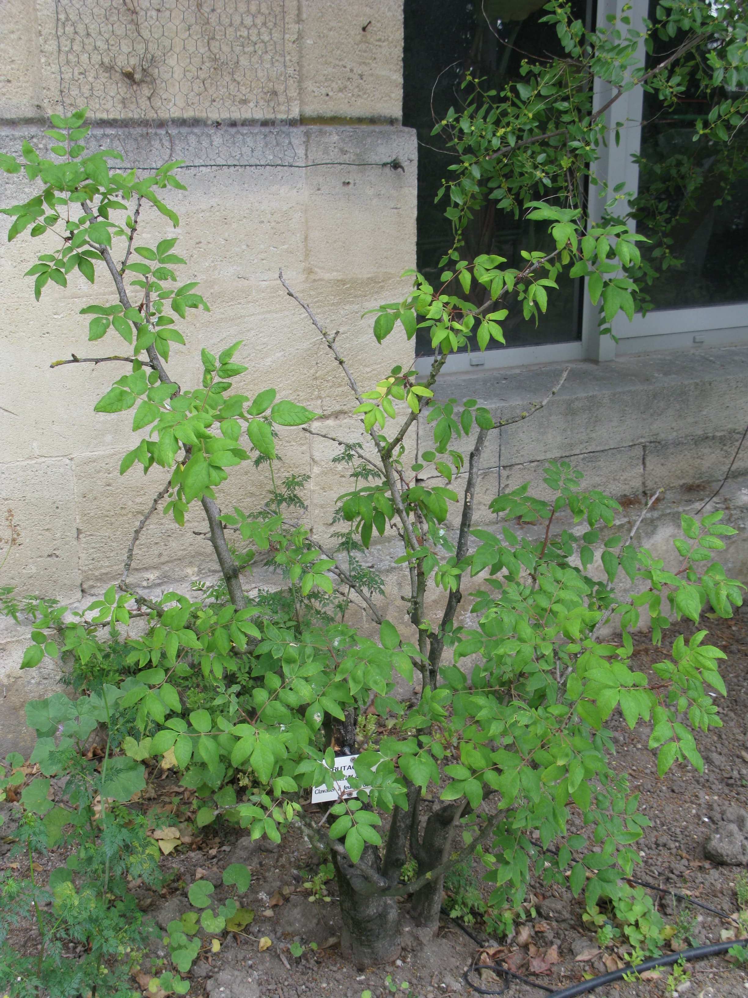 Prickly Ash