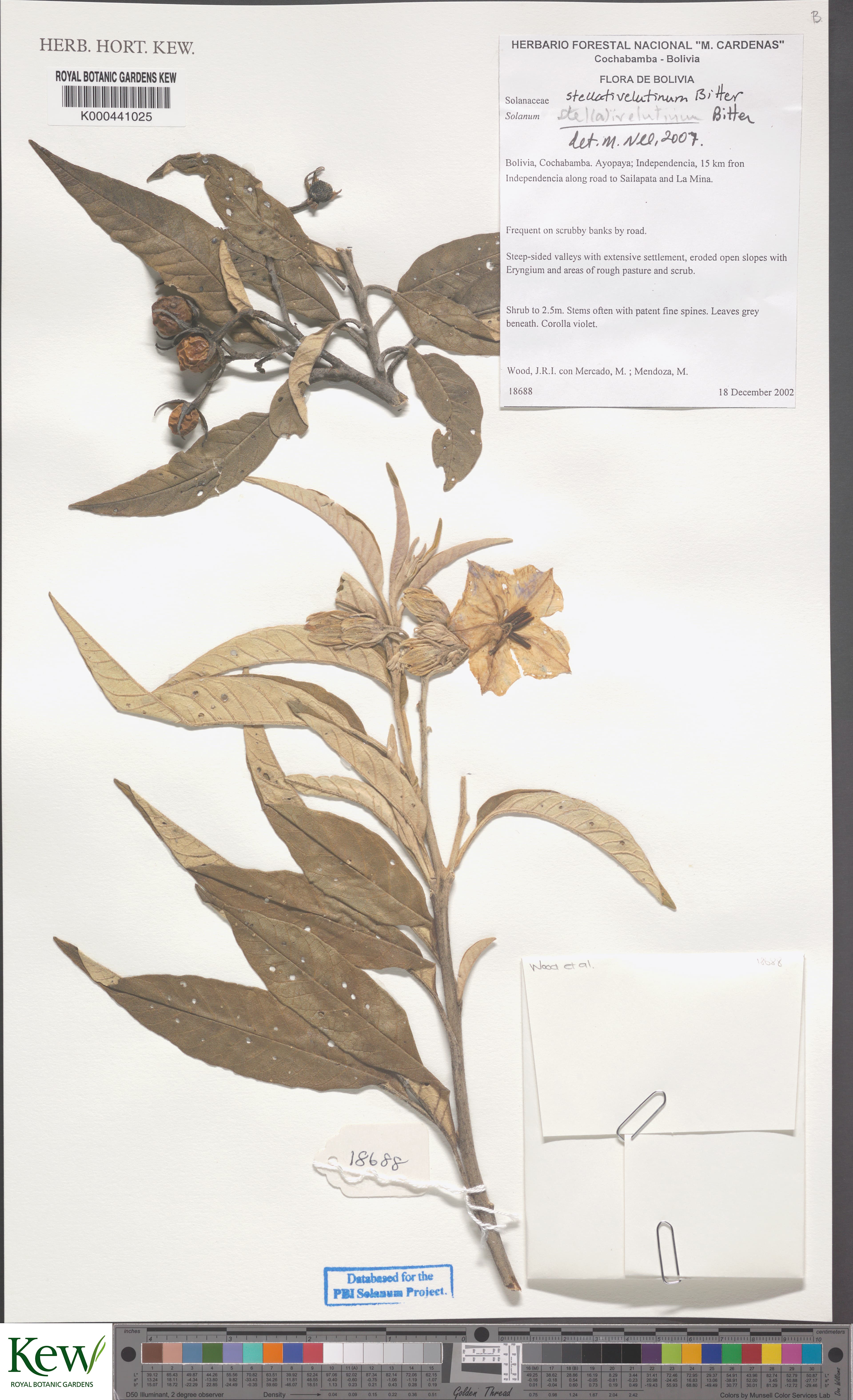 Solanum stellativelutinum
