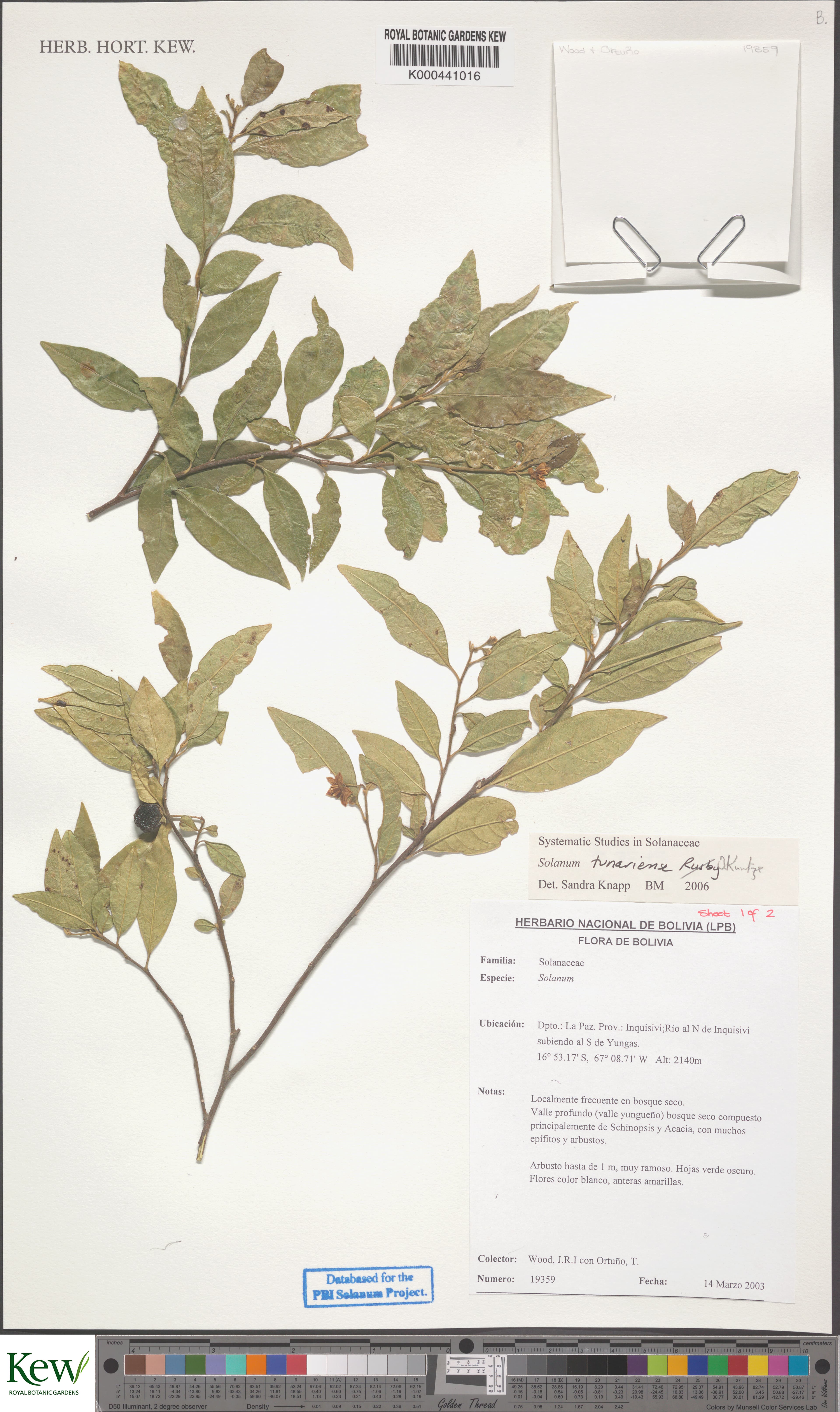 Solanum tunariense