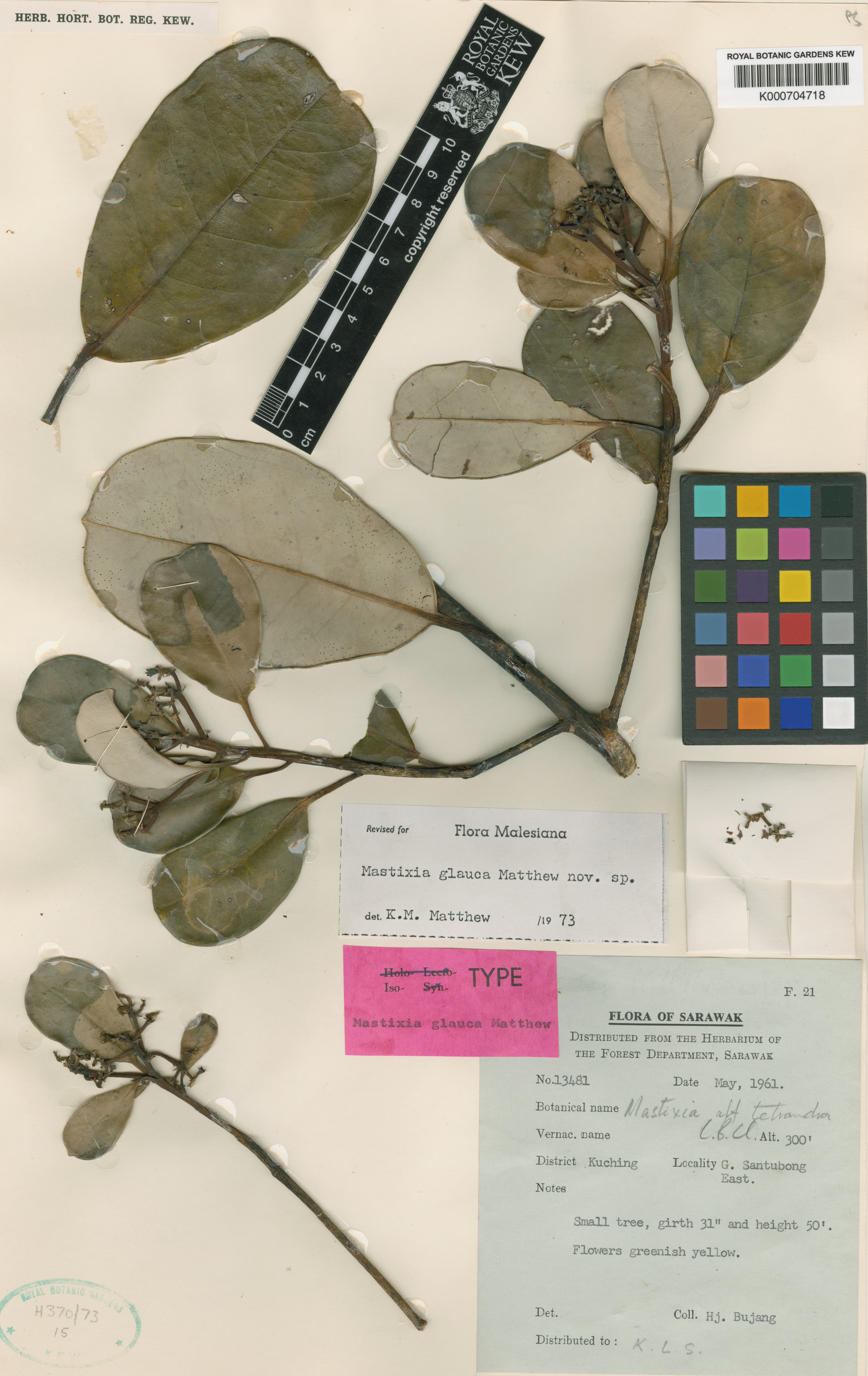 Mastixia glauca