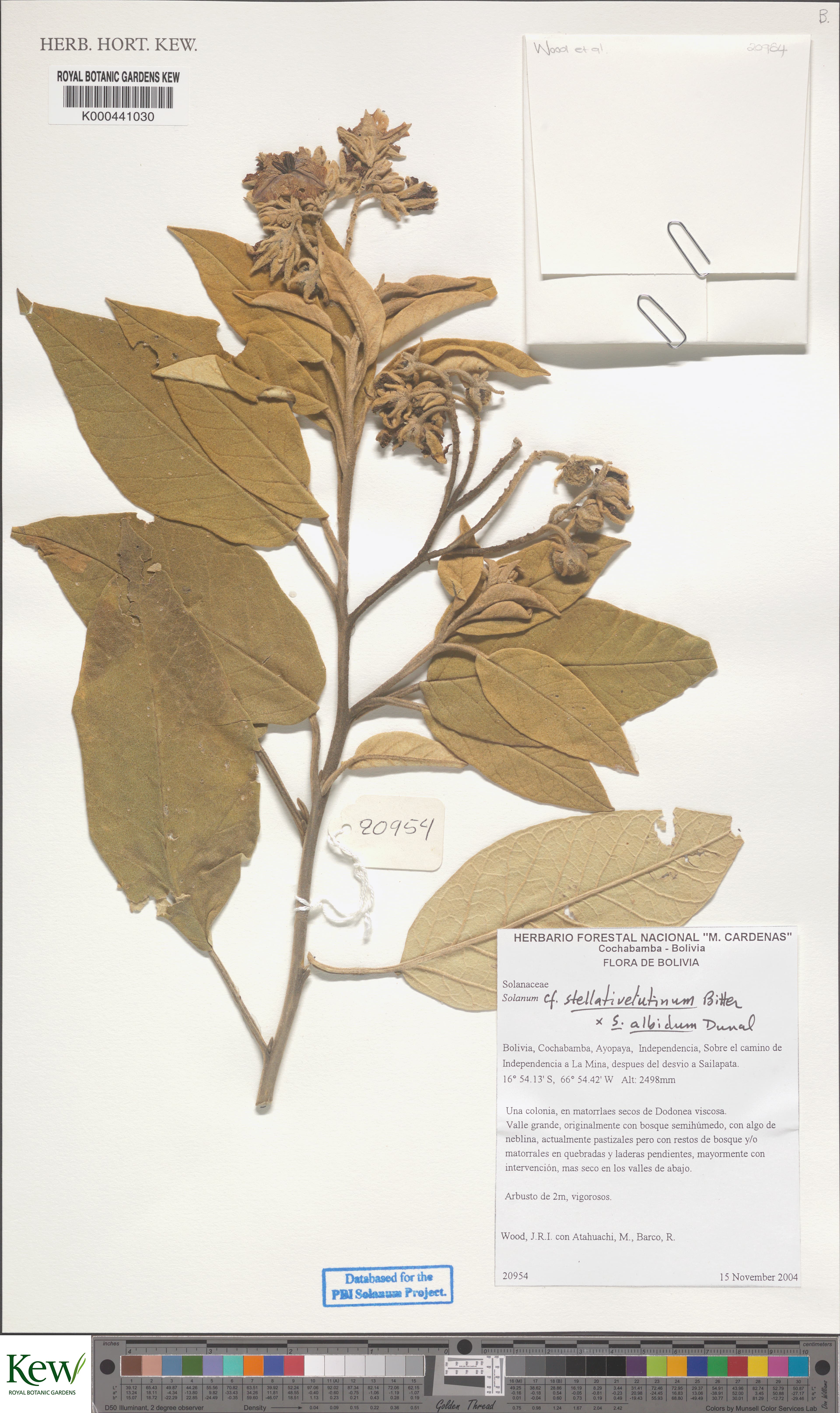 Solanum stellativelutinum