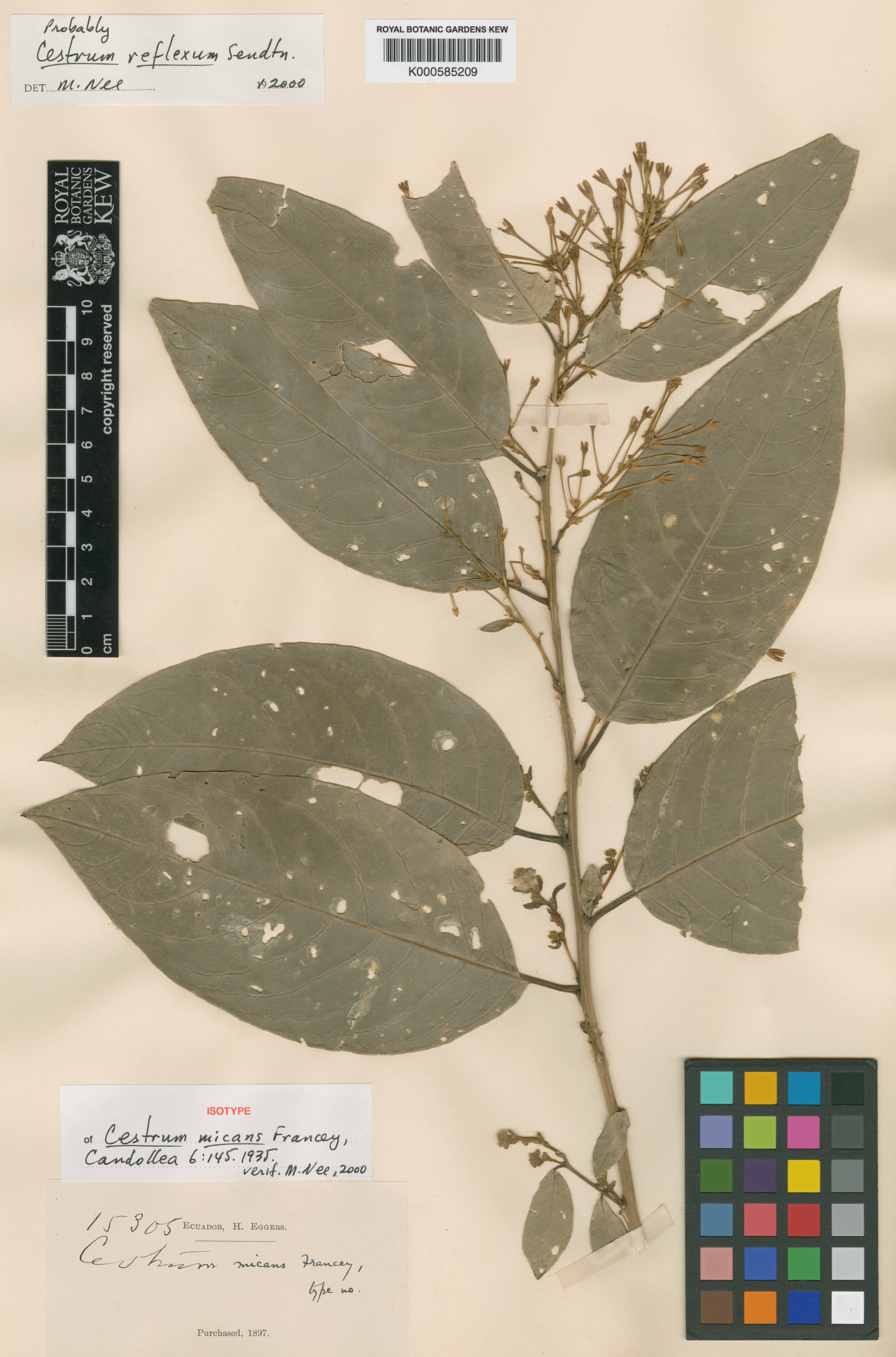 Cestrum micans