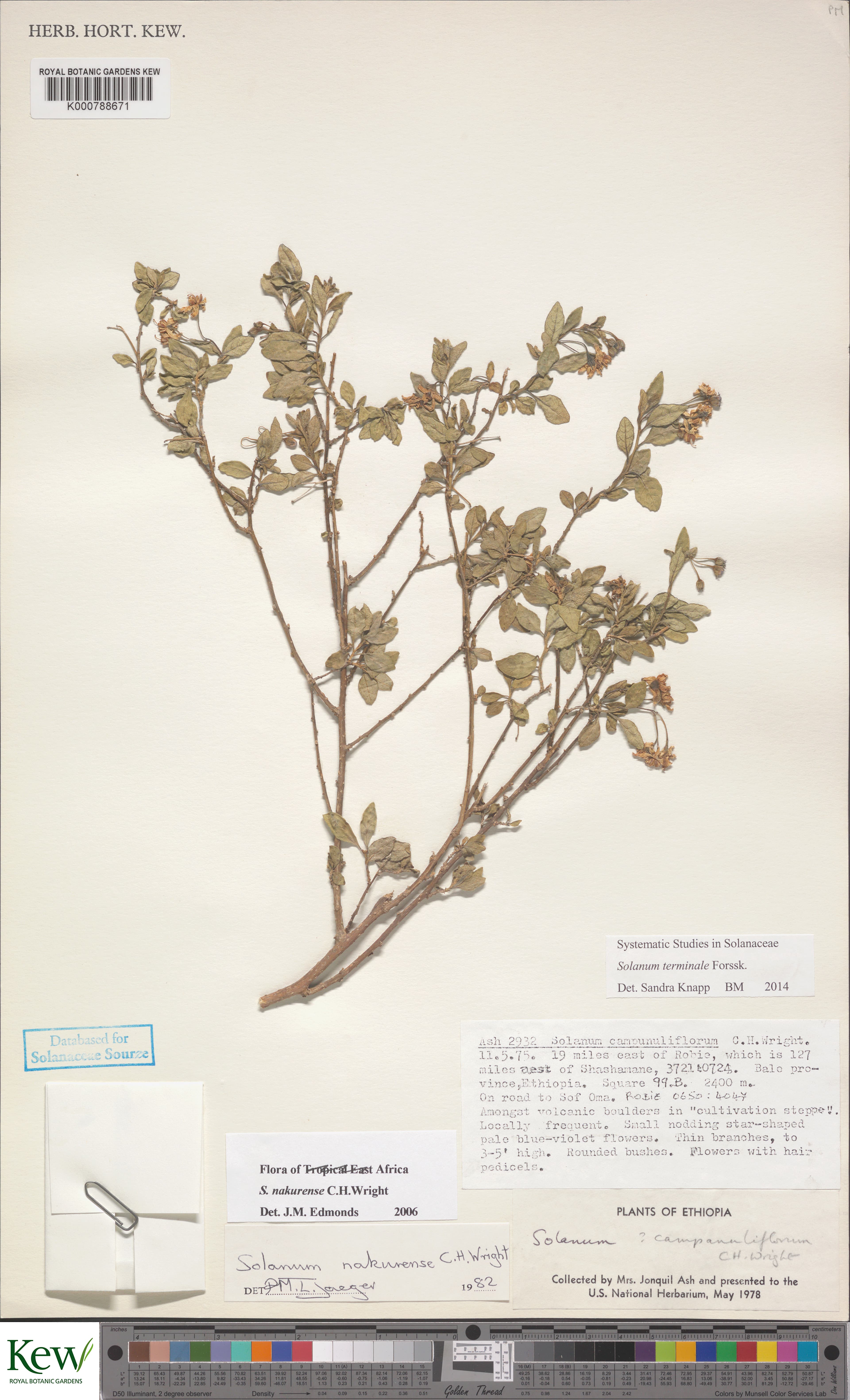 Solanum nakurense