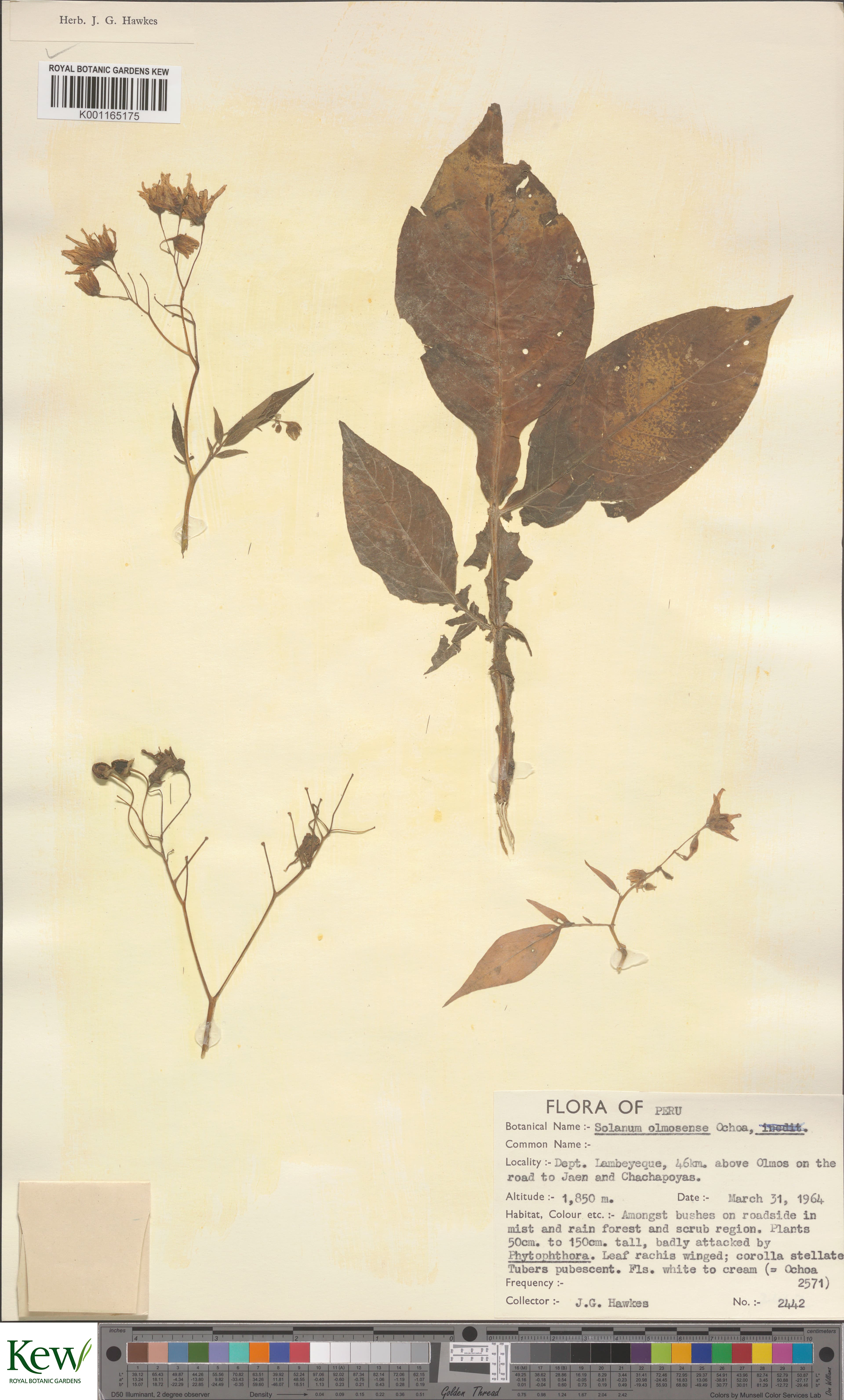 Solanum olmosense