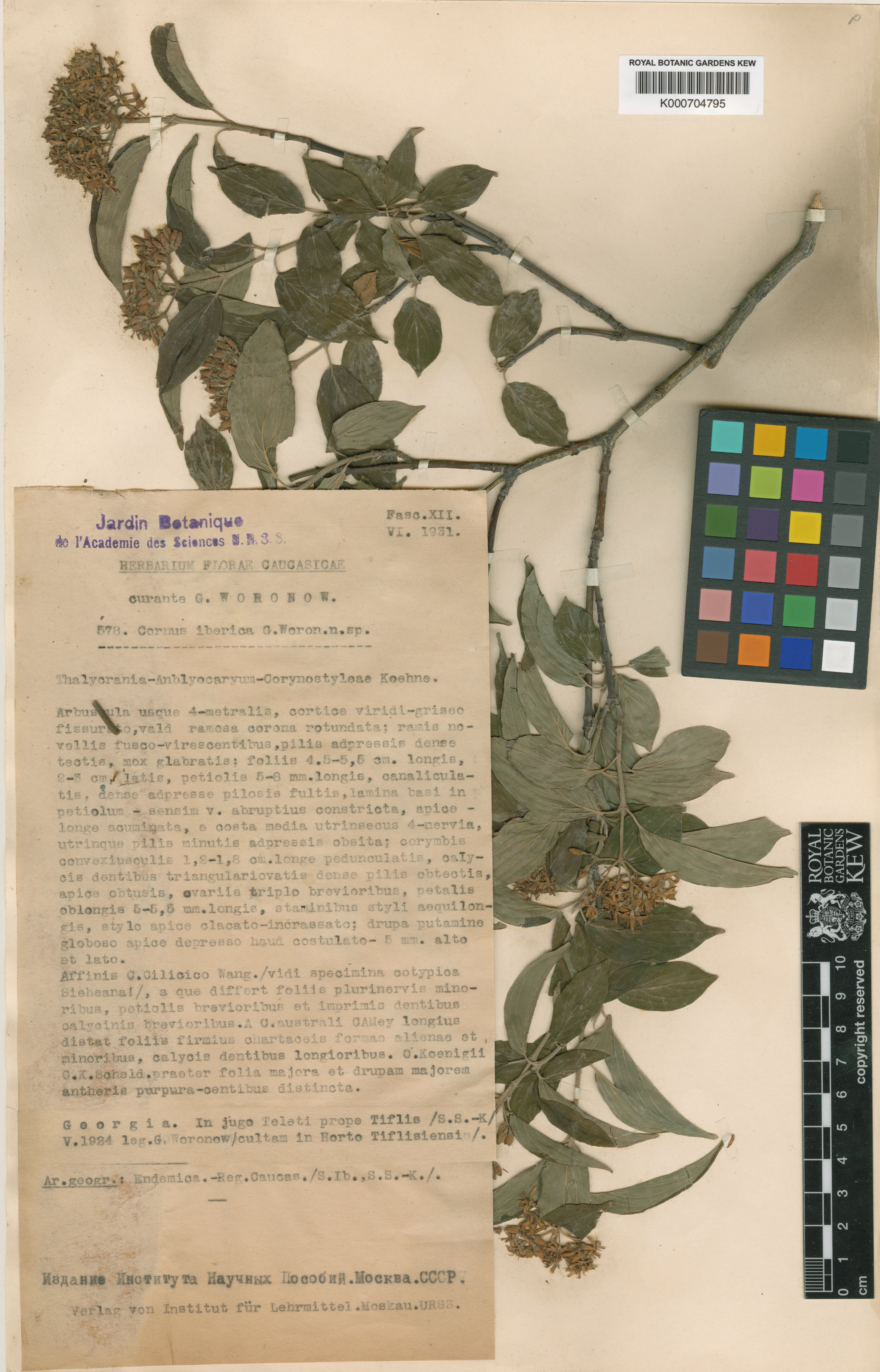 Cornus iberica