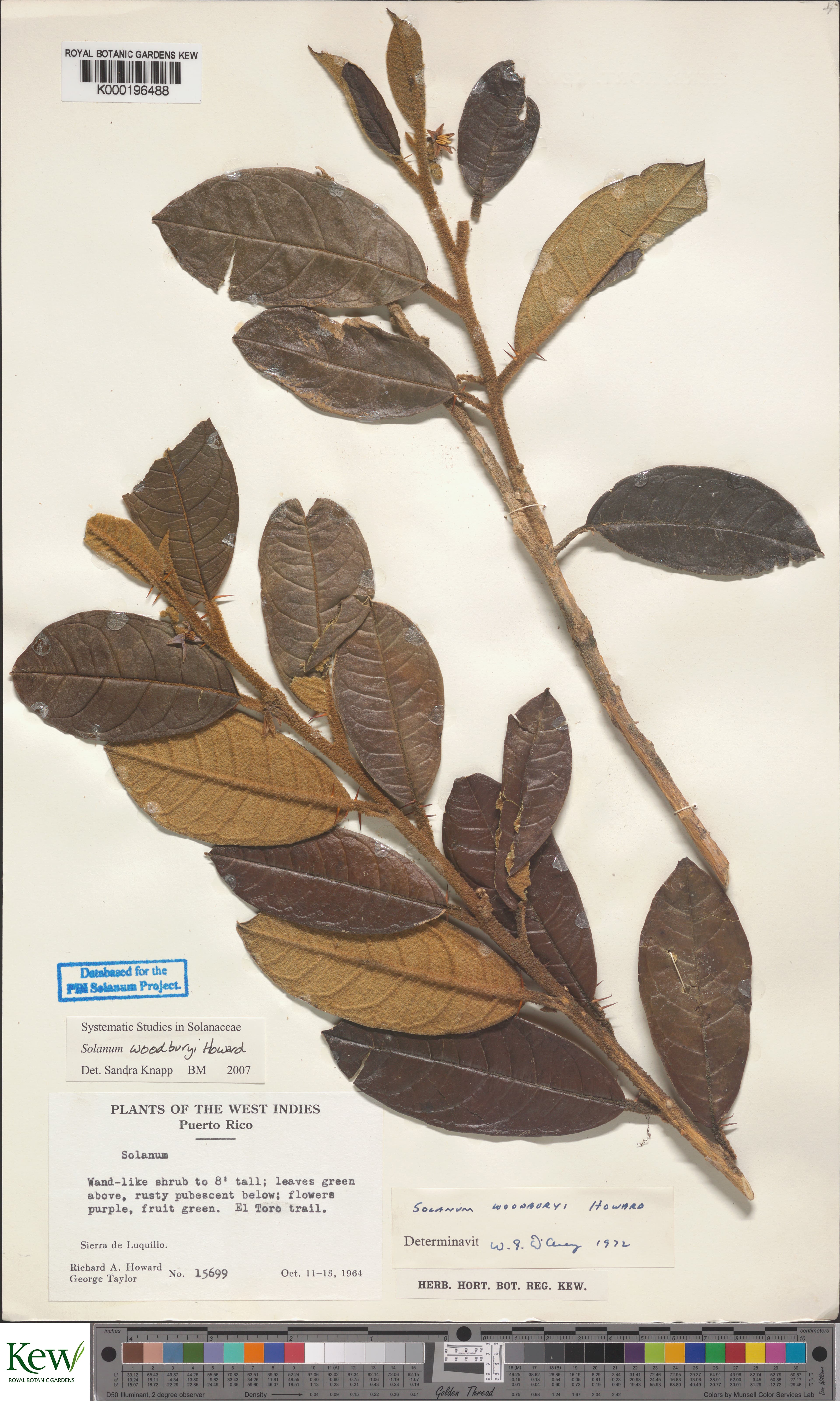 Solanum woodburyi