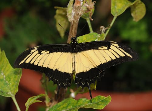 Androgeus Swallowtail