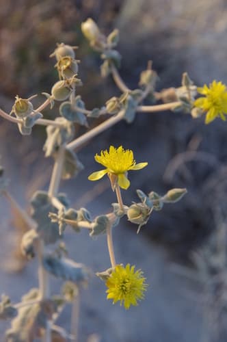 Ash Meadows Blazing Star