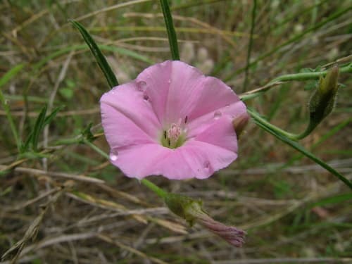 Australian Pink Bindweed