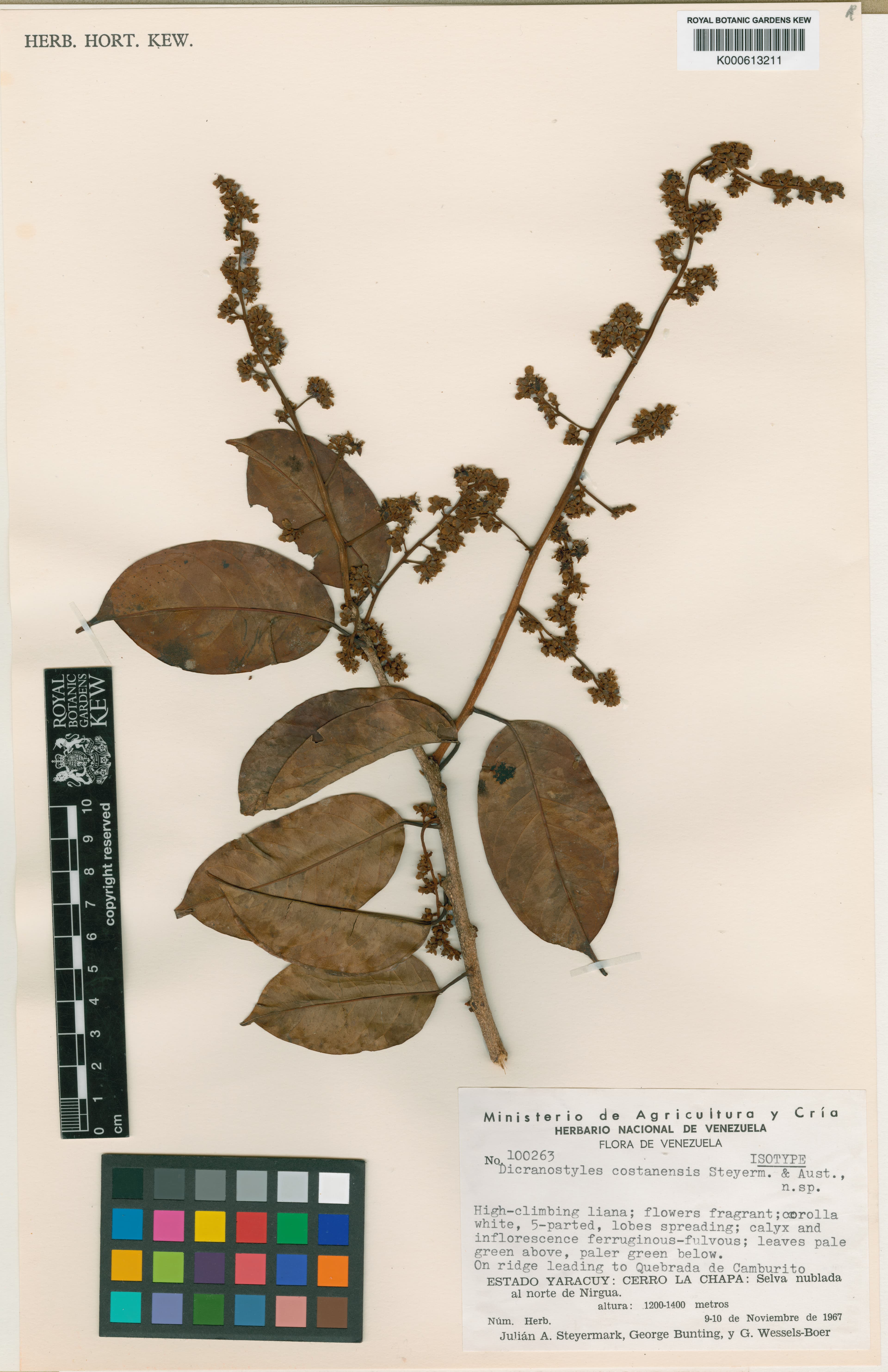 Dicranostyles costanensis