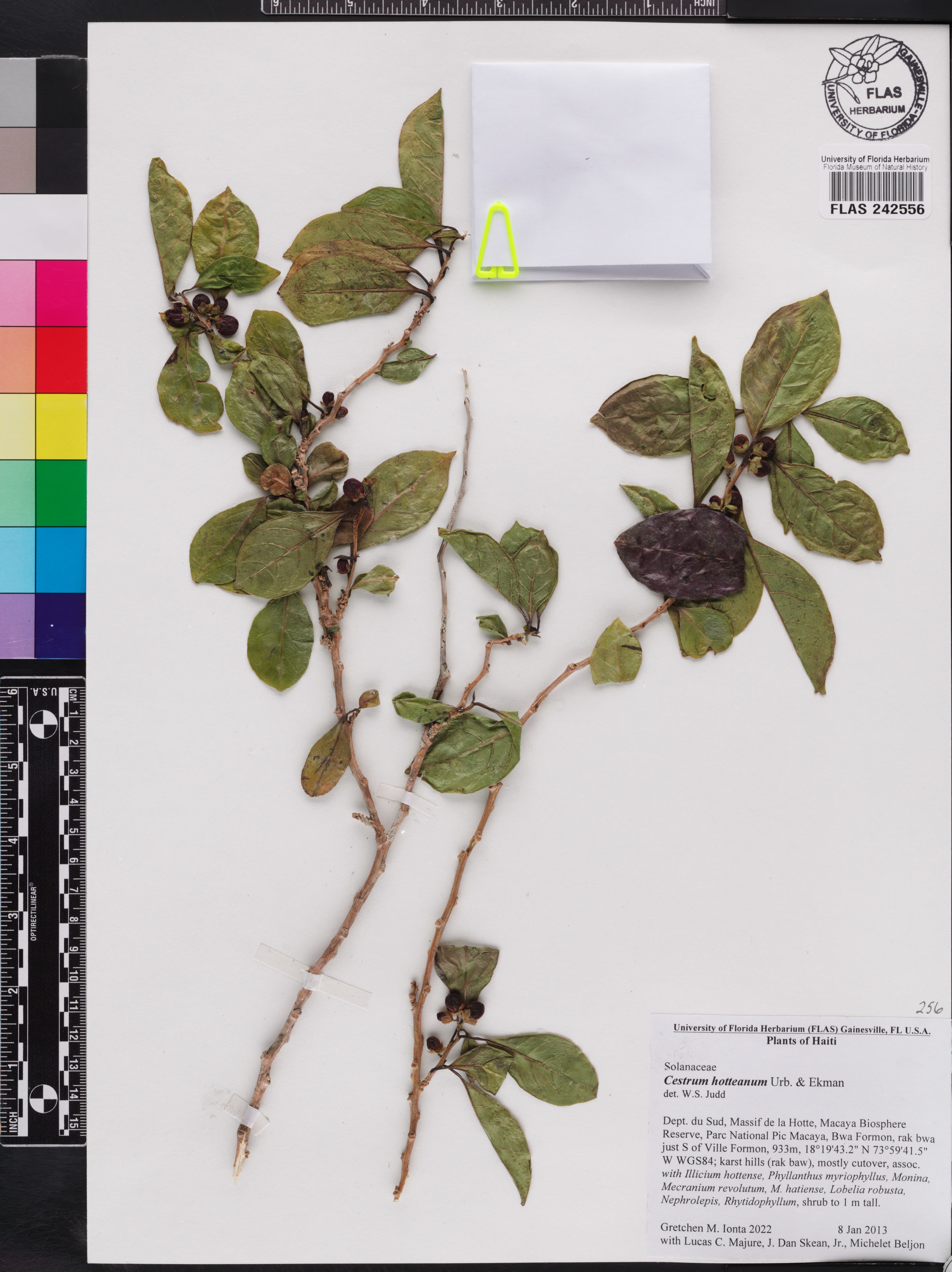 Cestrum hotteanum