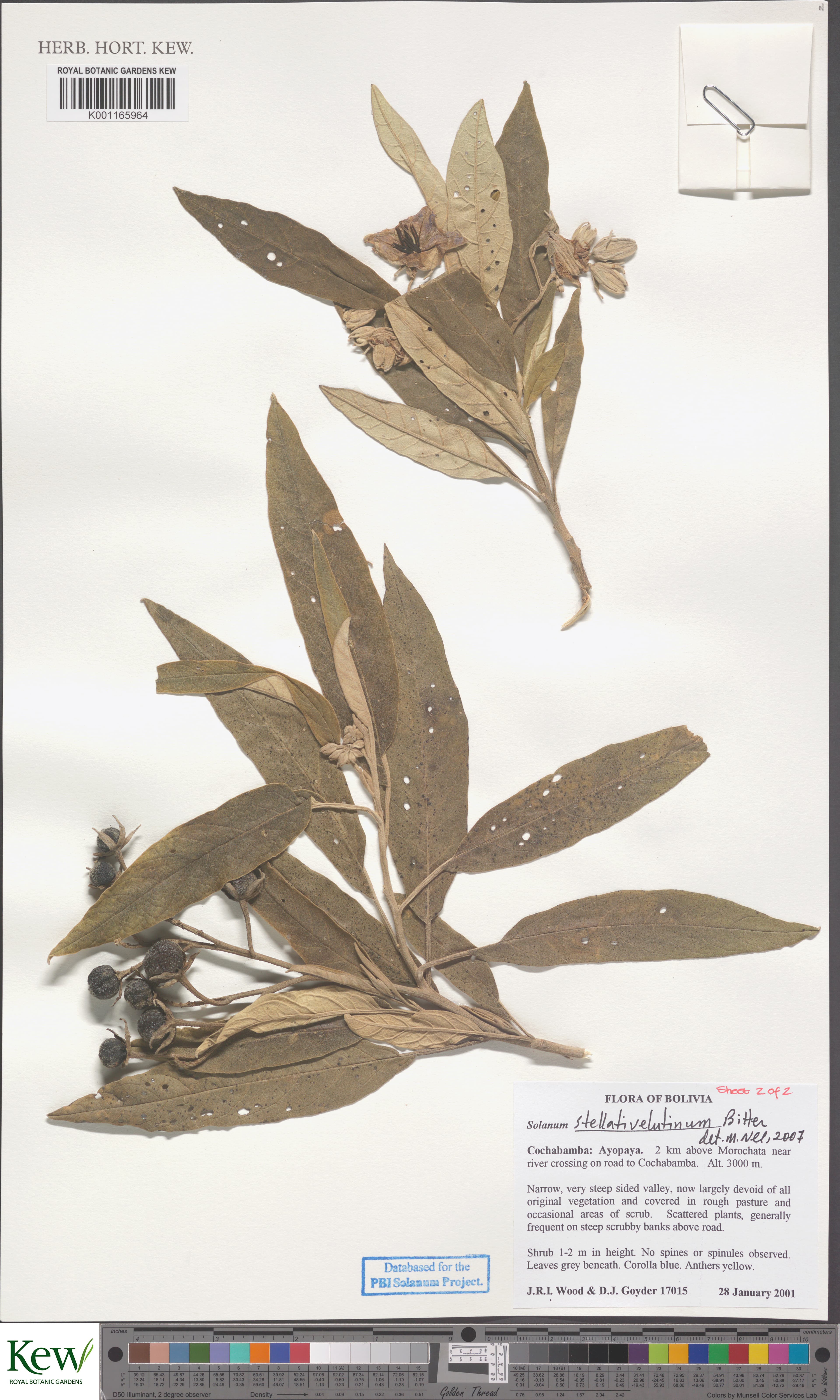 Solanum stellativelutinum