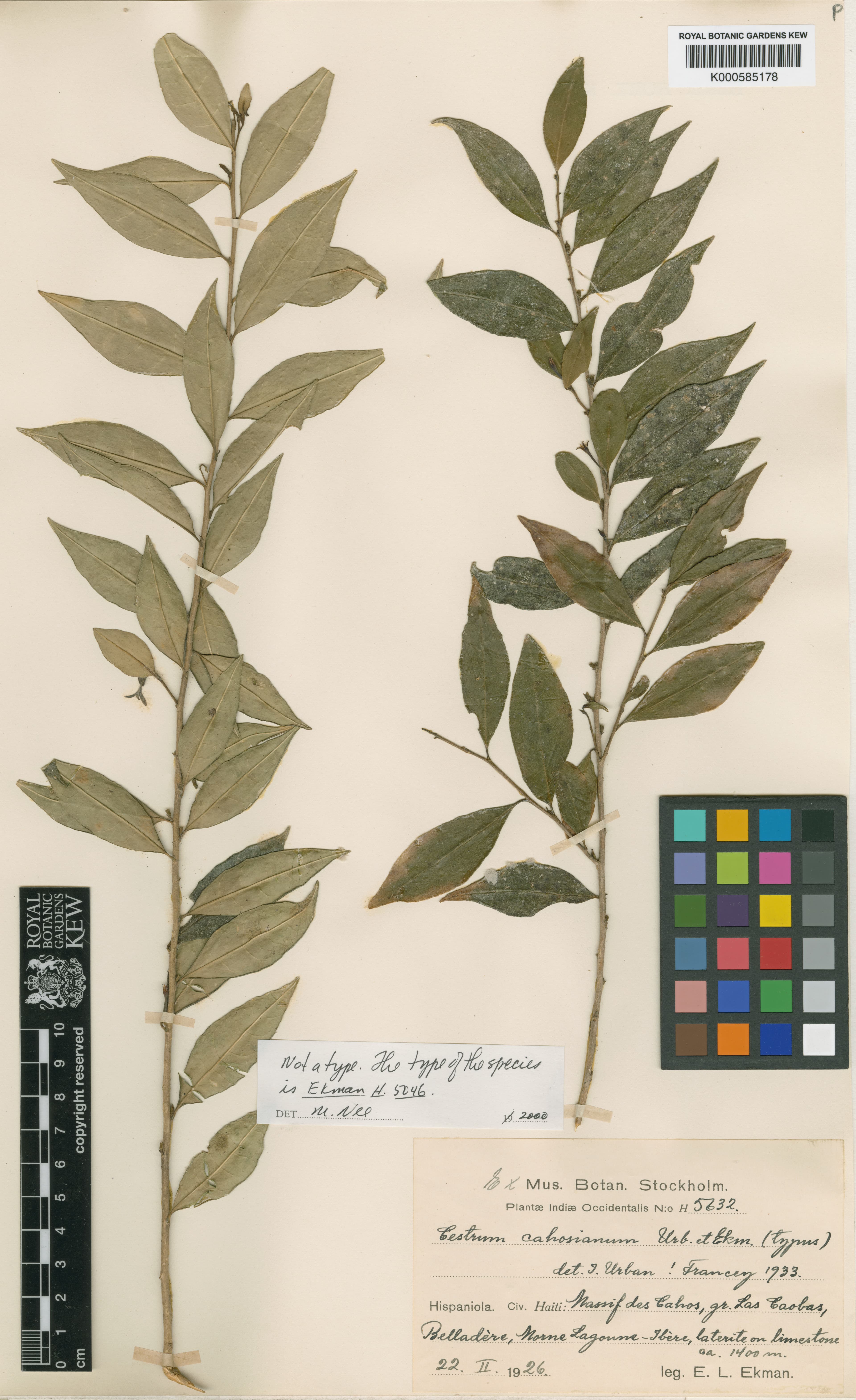 Cahos cestrum