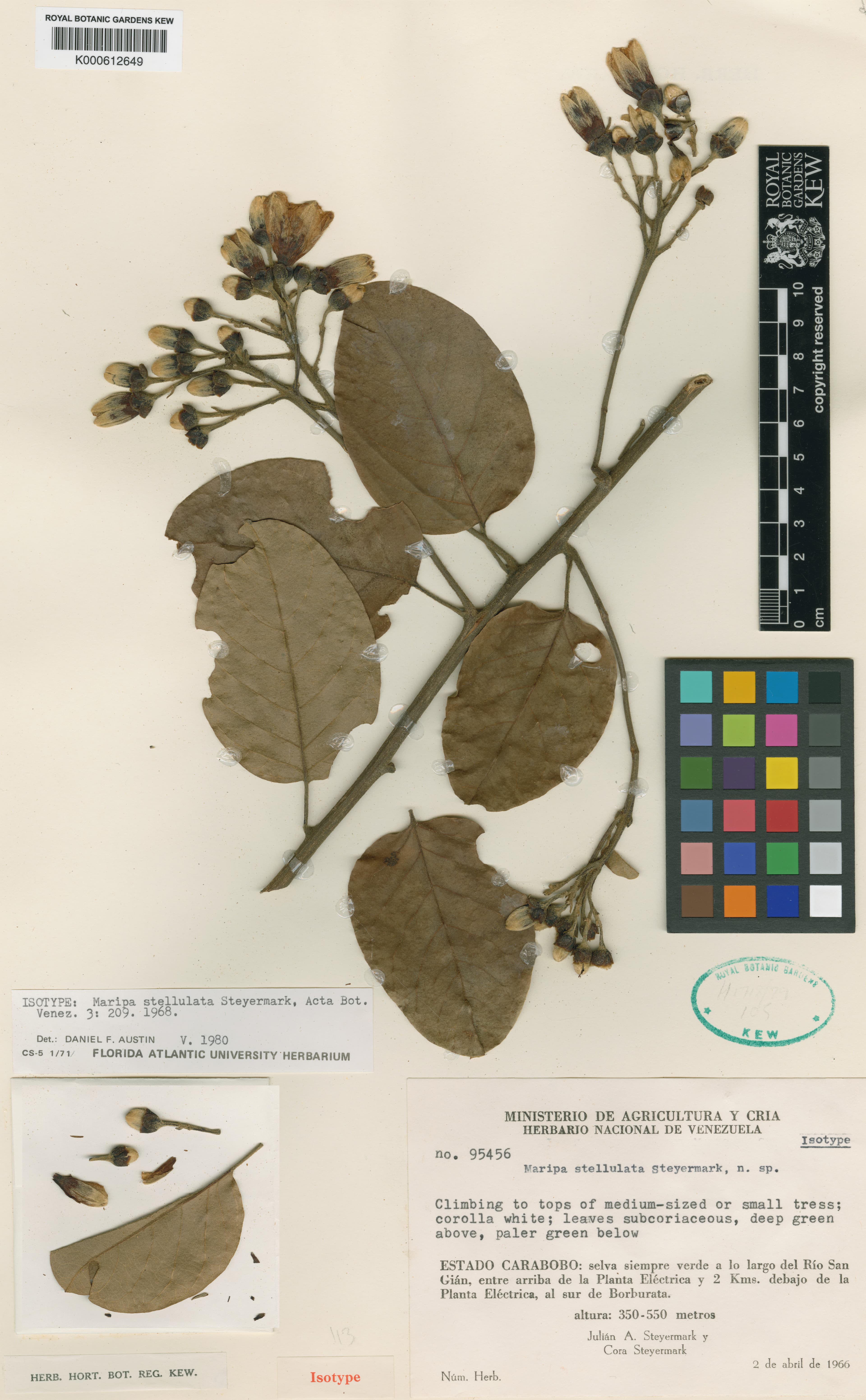 Maripa stellulata
