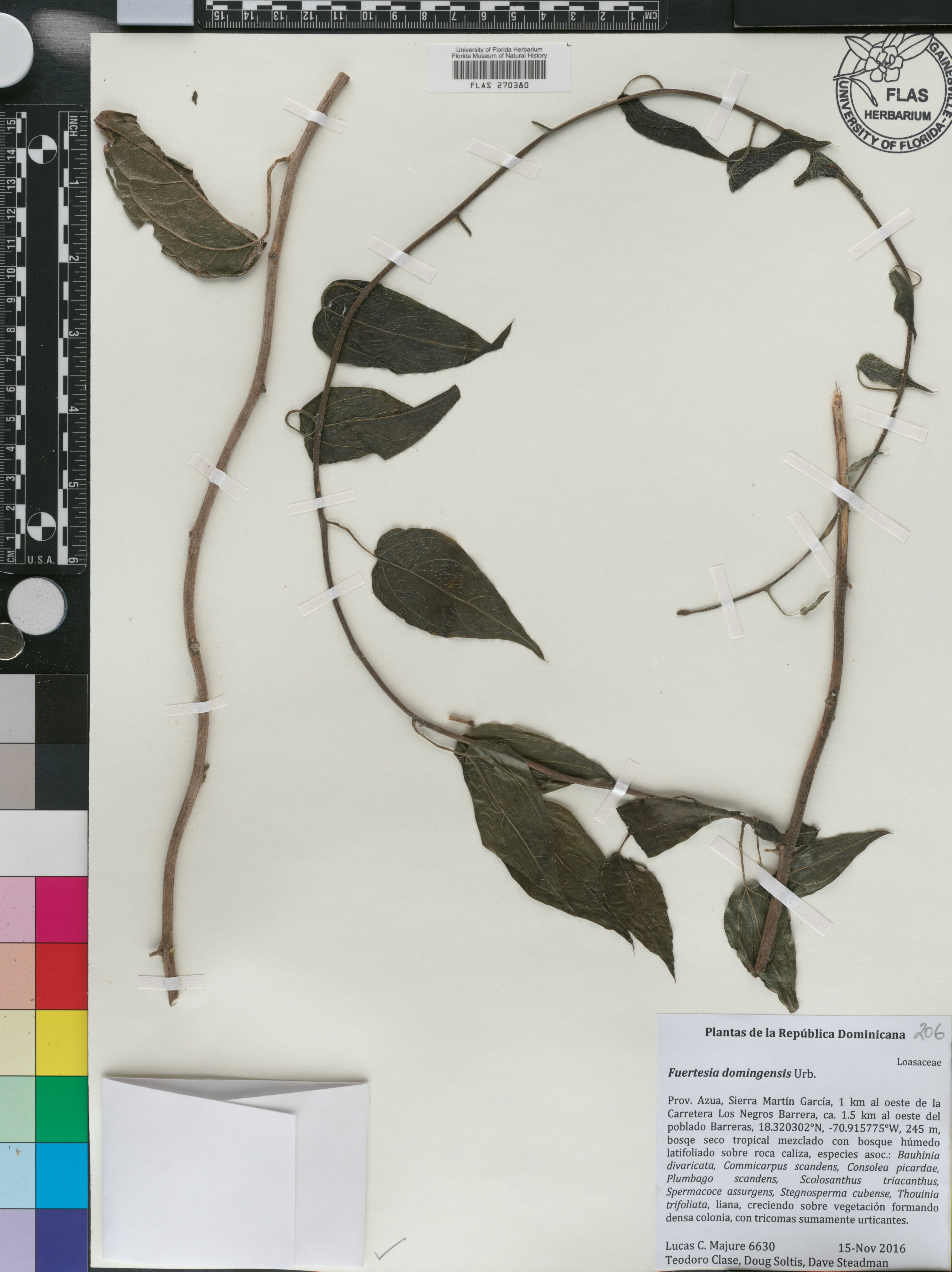 Fuertesia domingensis