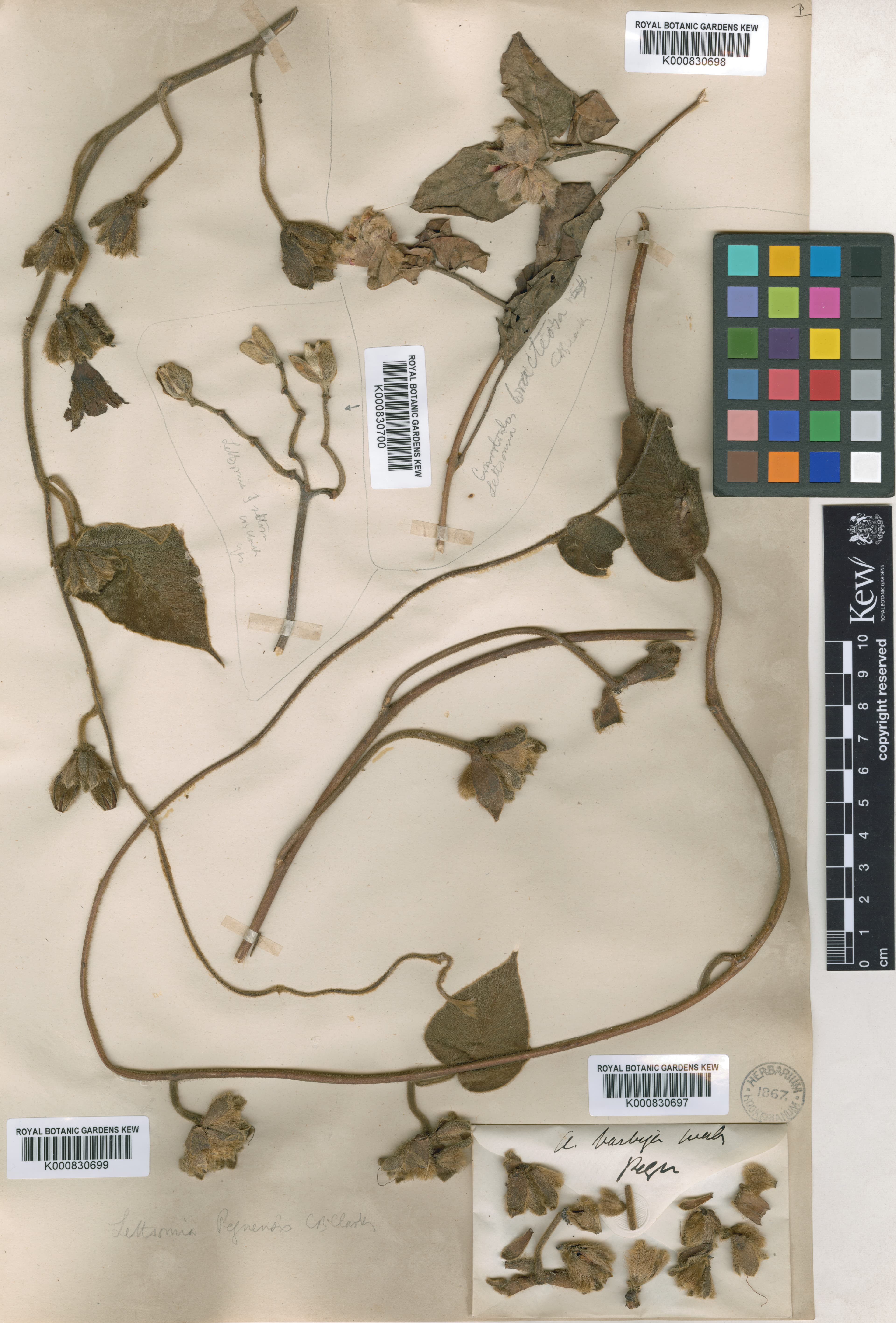 Argyreia bracteosa