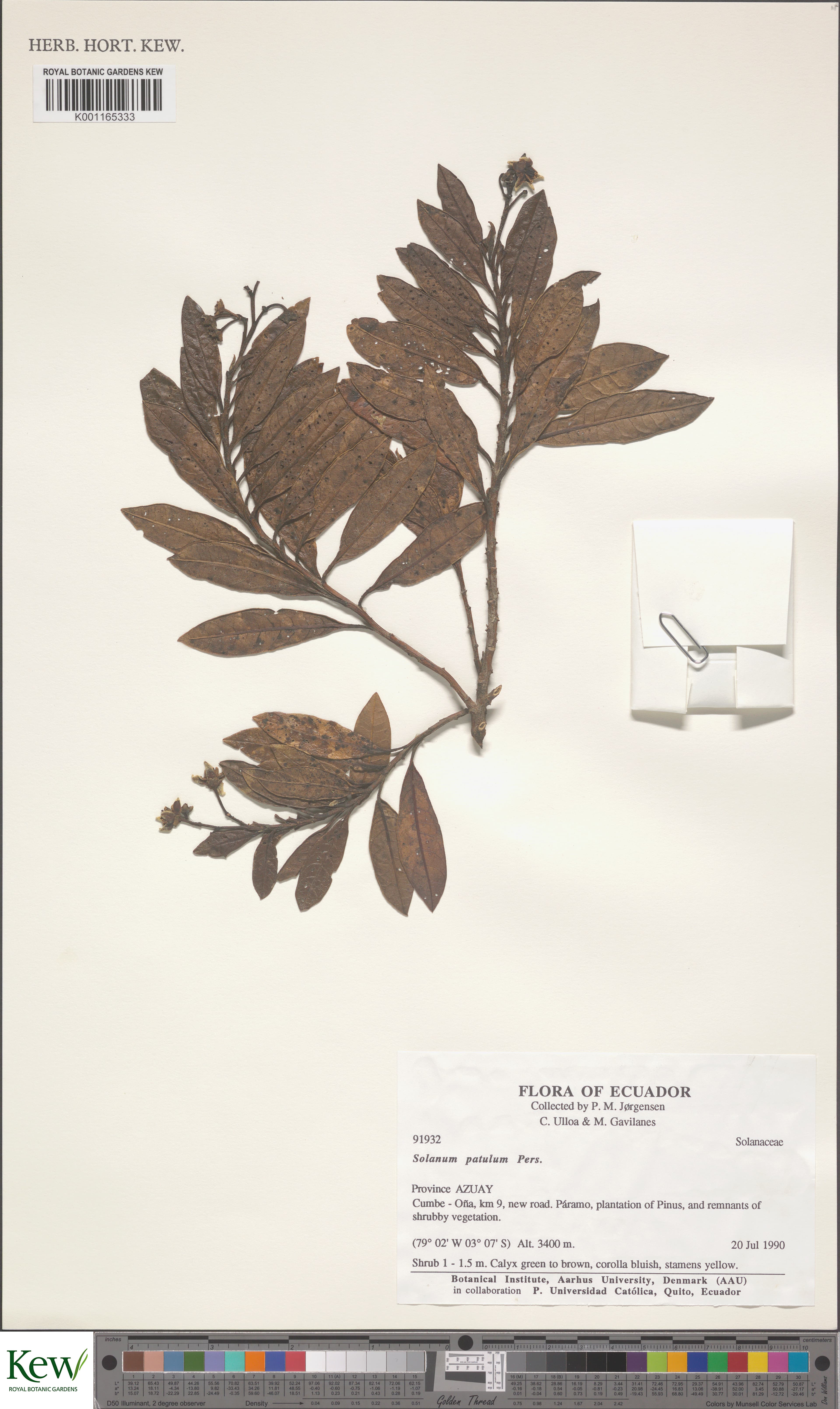Solanum Ruizii