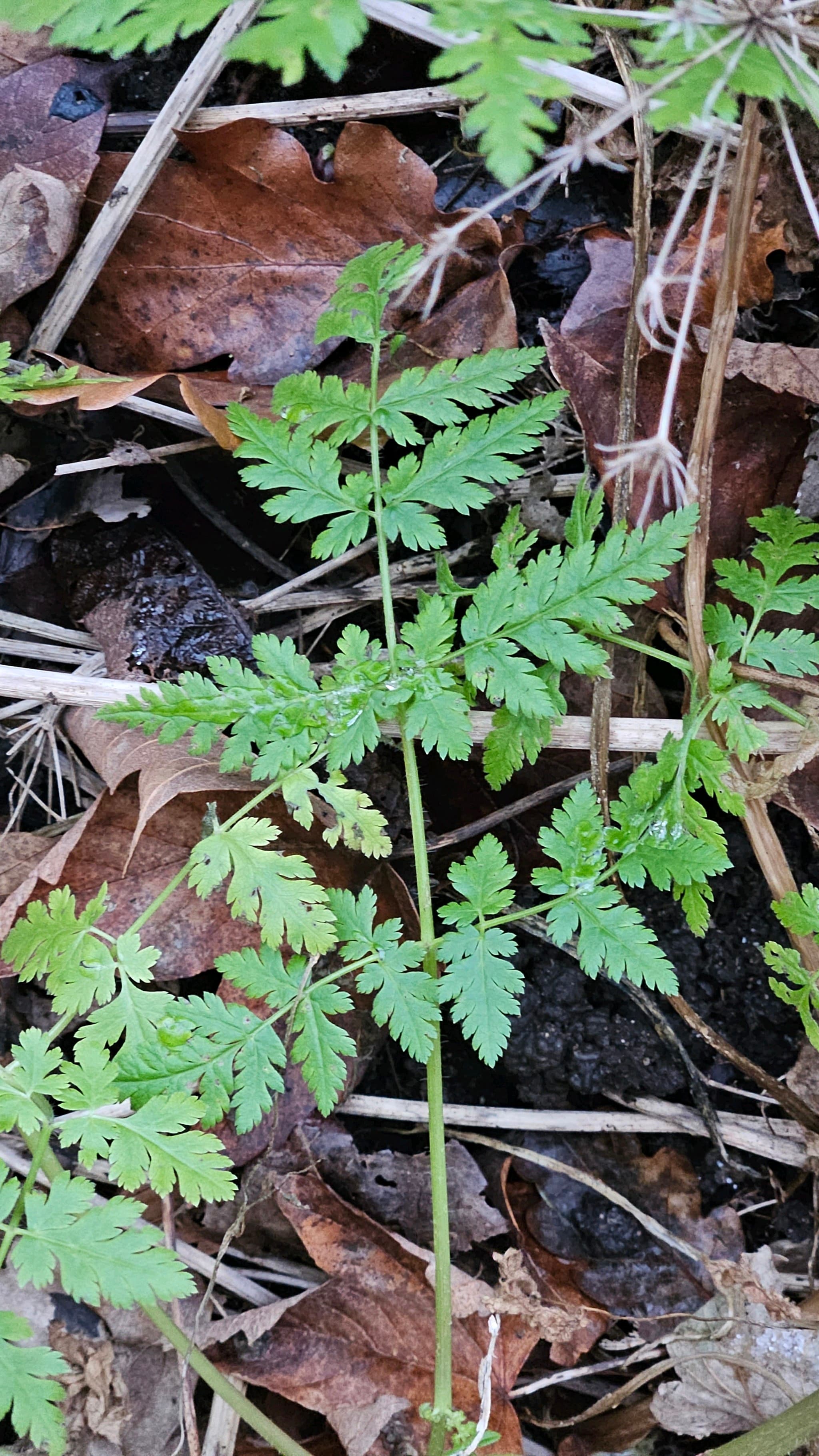 Sweet Cicely