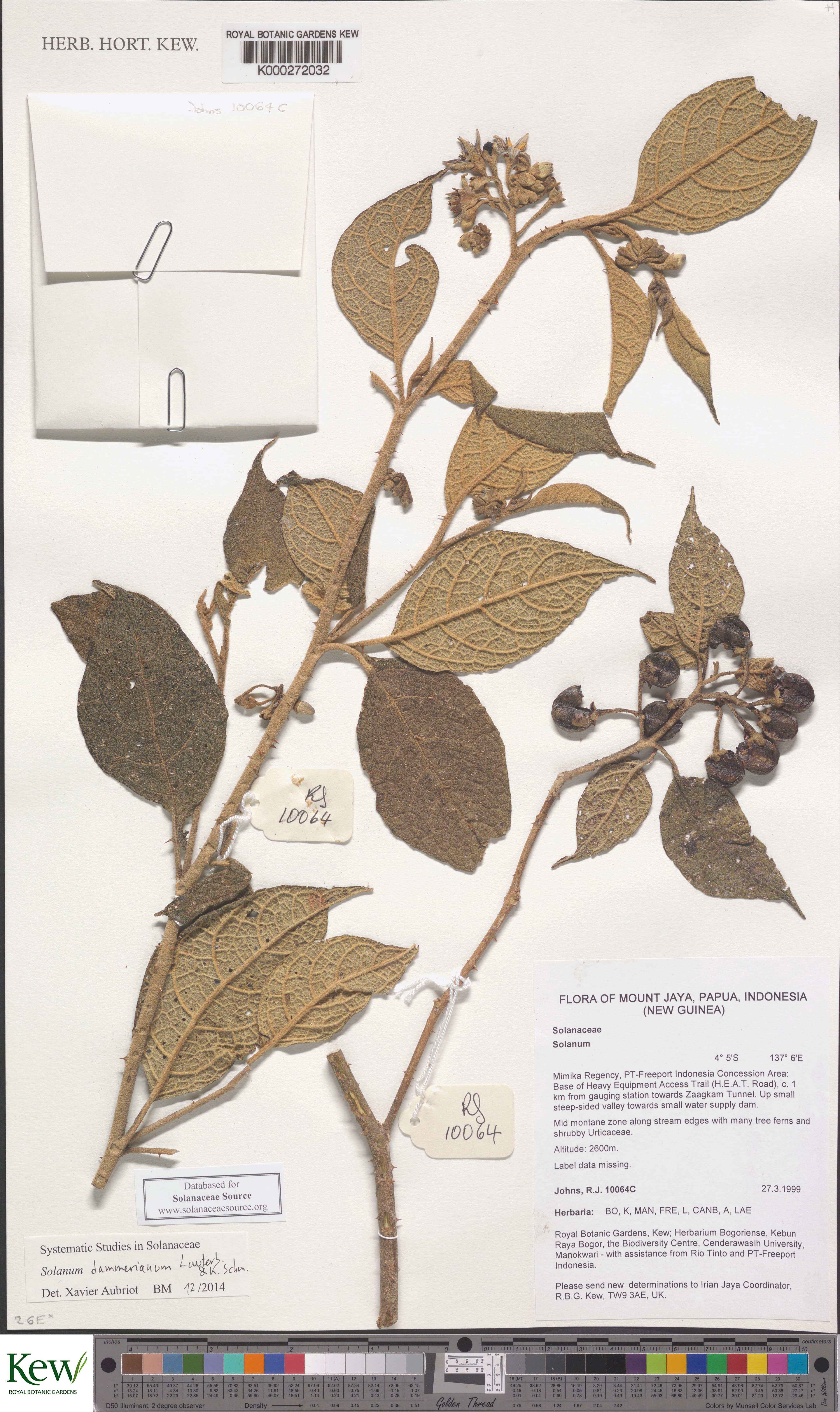 Solanum dammerianum