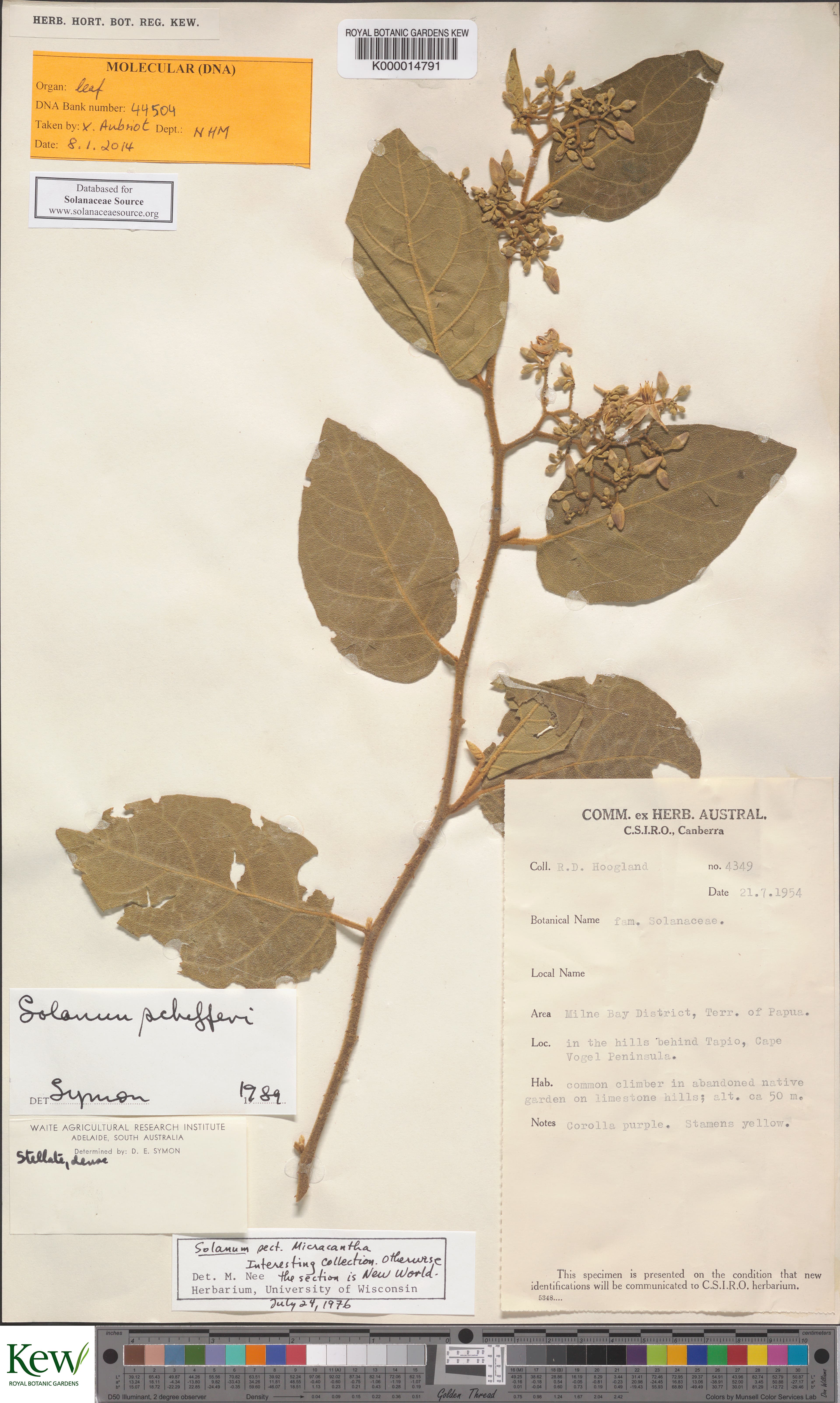 Solanum schefferi