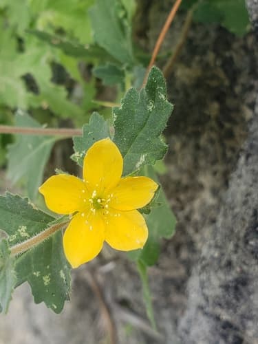 Baja California stickleaf