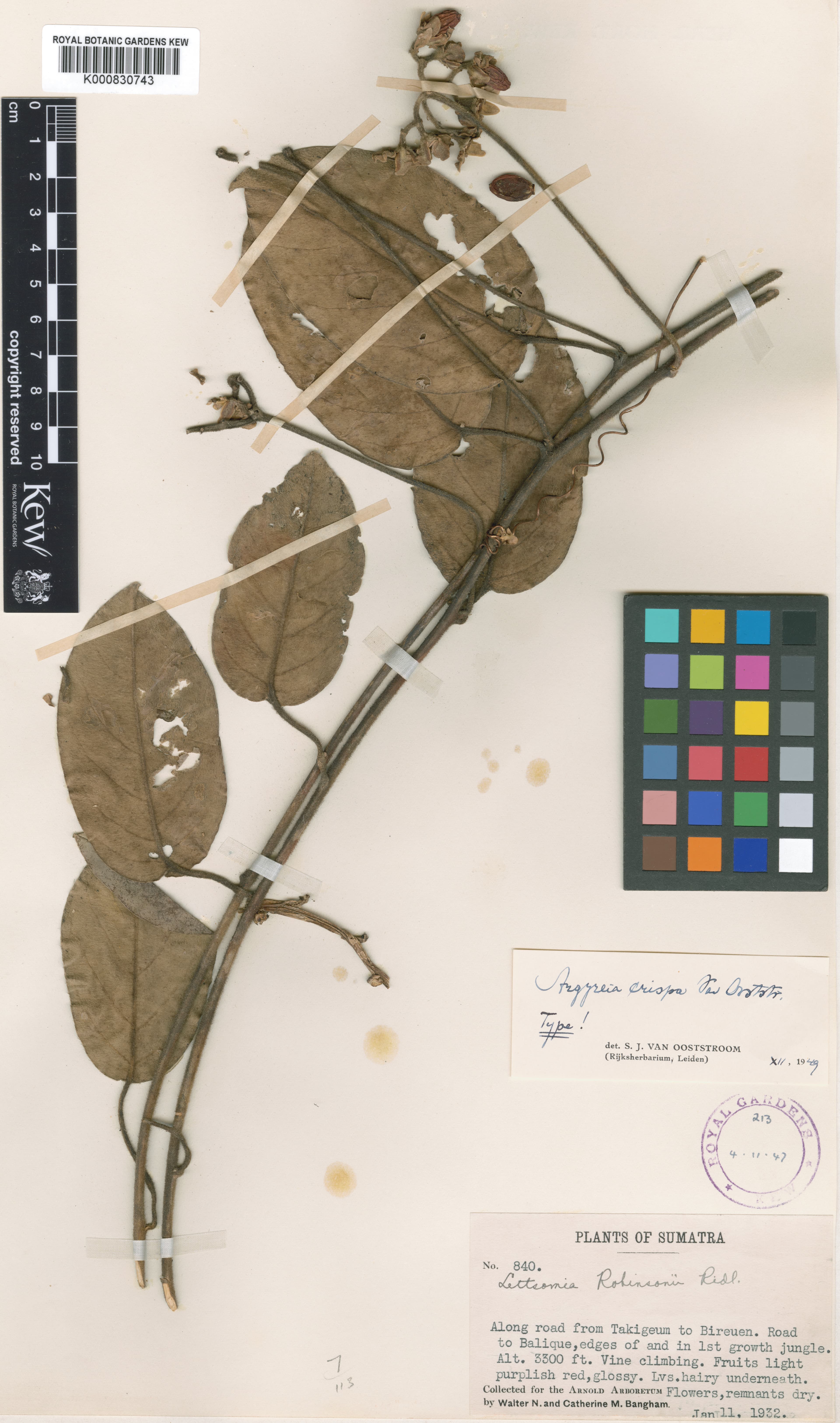 Argyreia crispa
