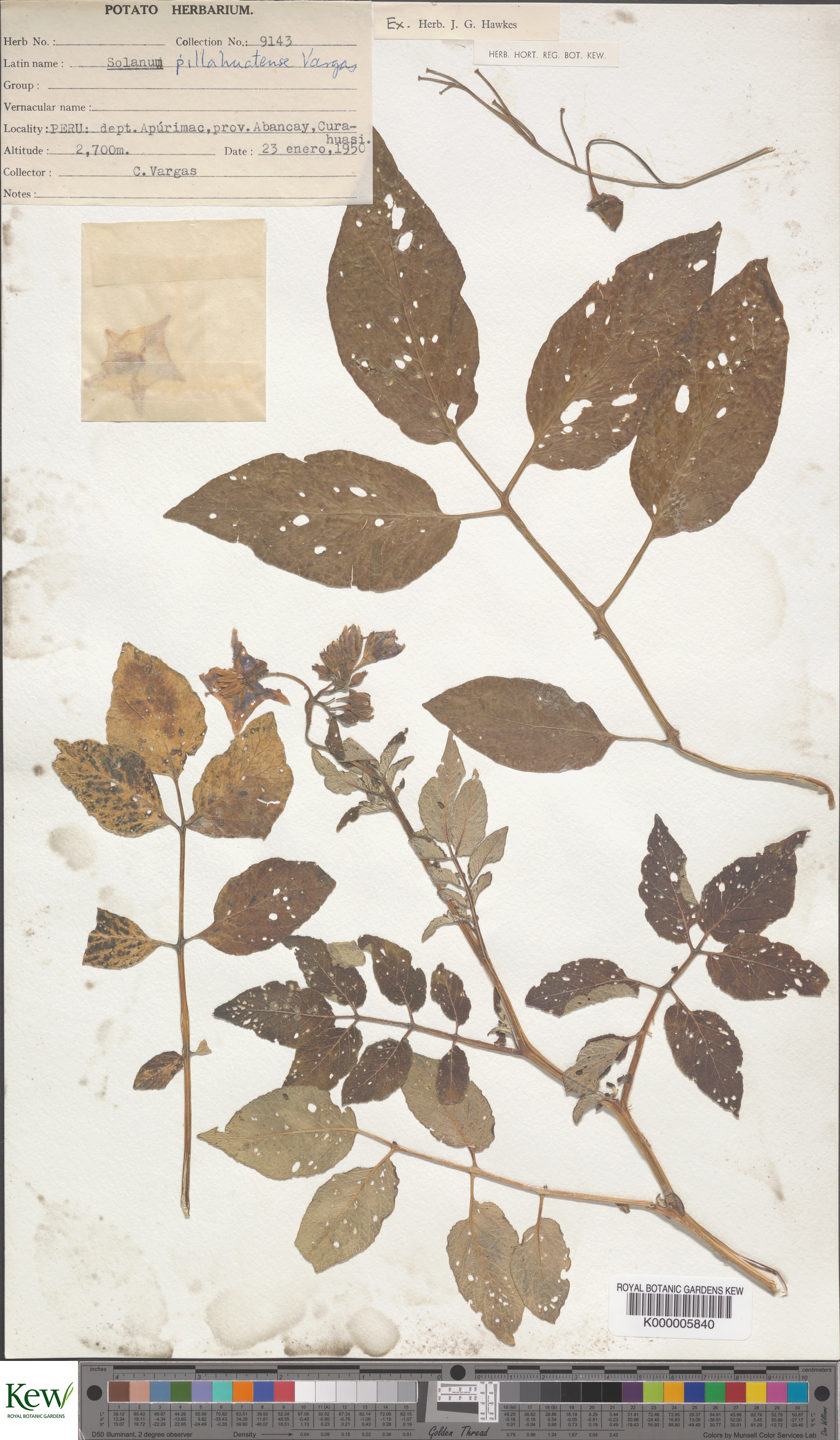 Solanum pillahuatense