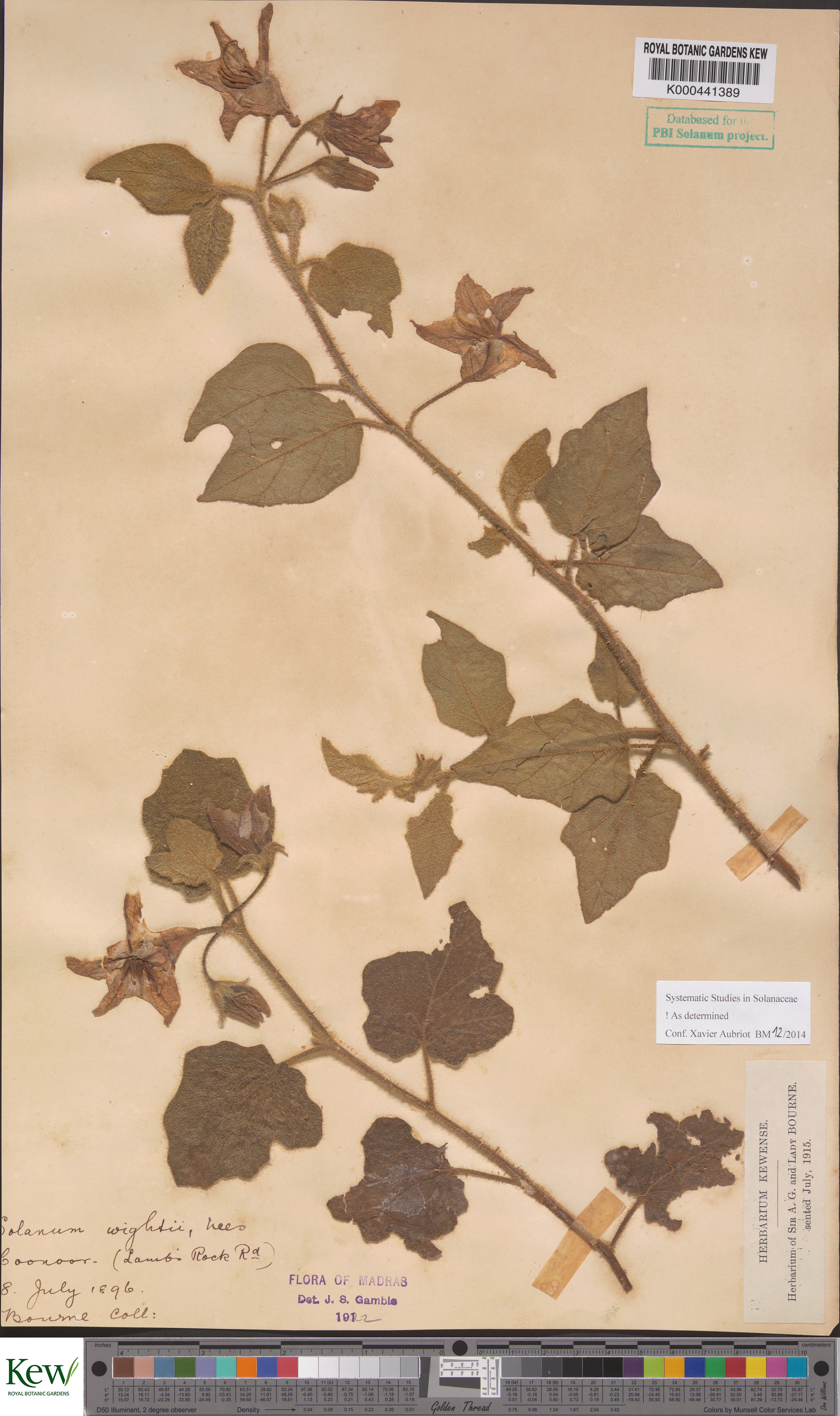 Solanum wightii
