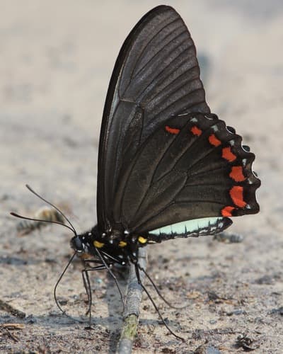 Belus Swallowtail