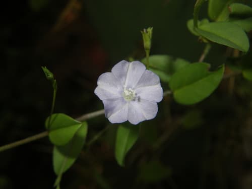 Bindweed Dwarf Morning-Glory
