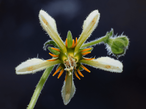 Blumenbachia sylvestris