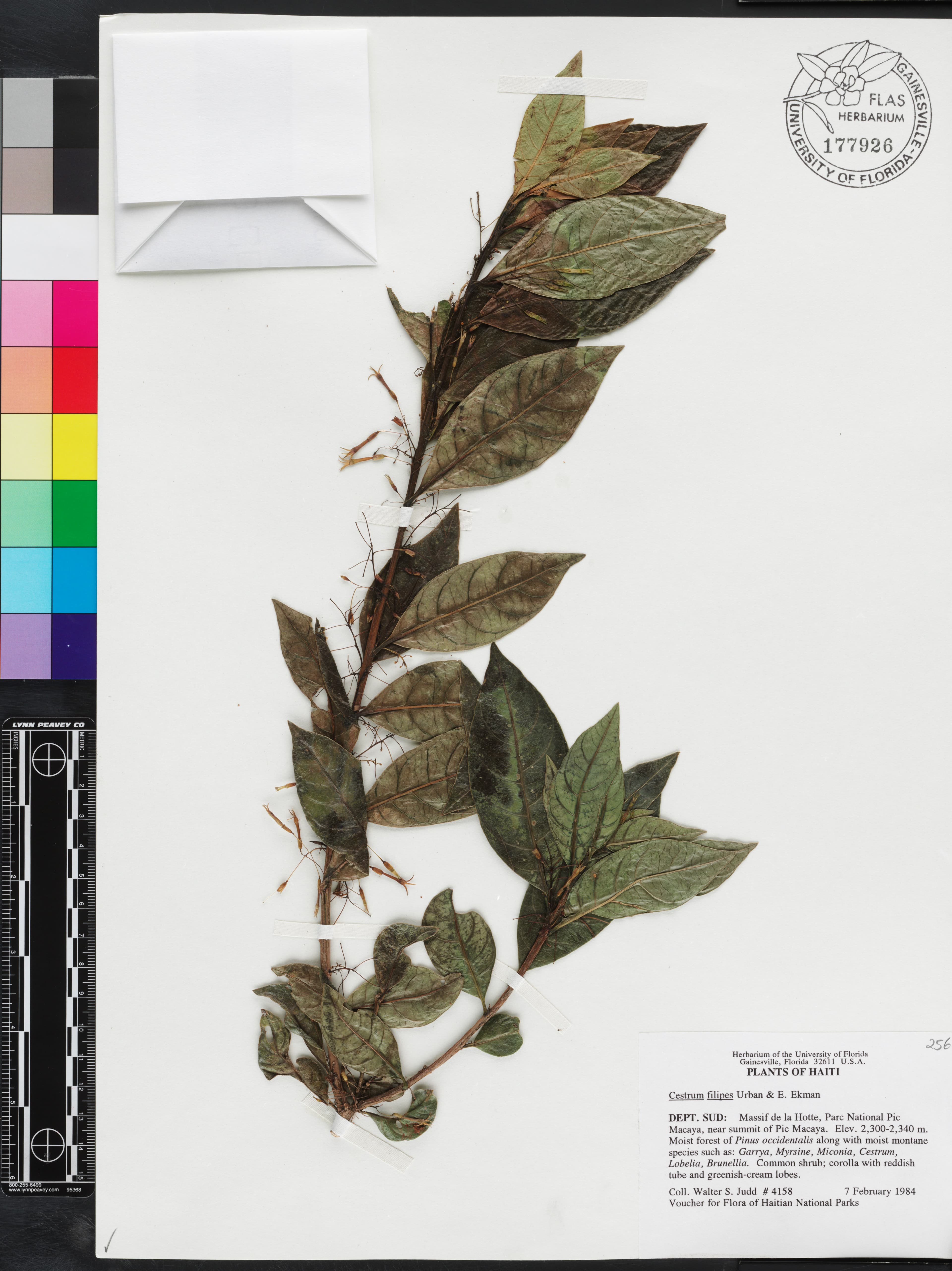 Cestrum filipes