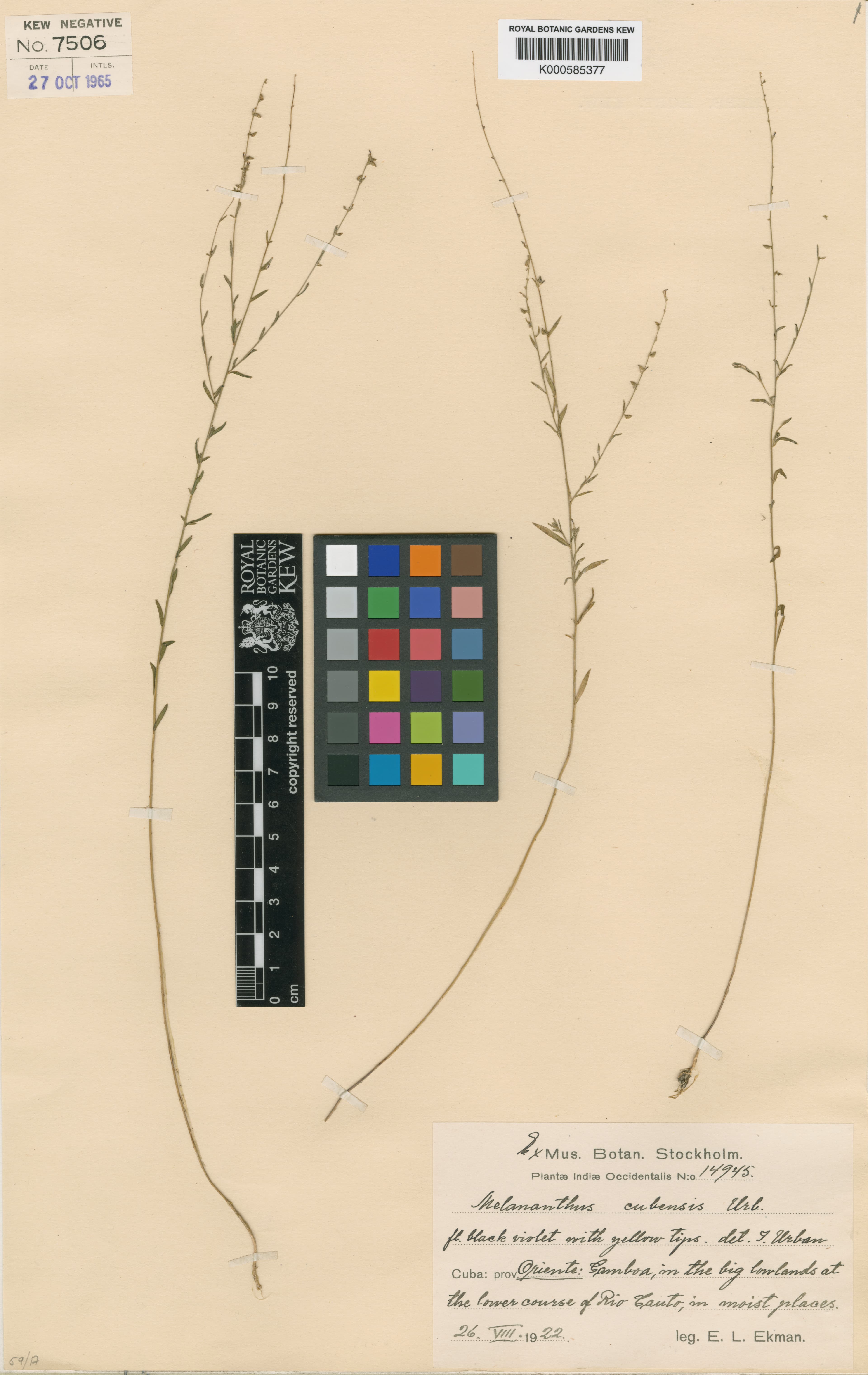 Melananthus cubensis
