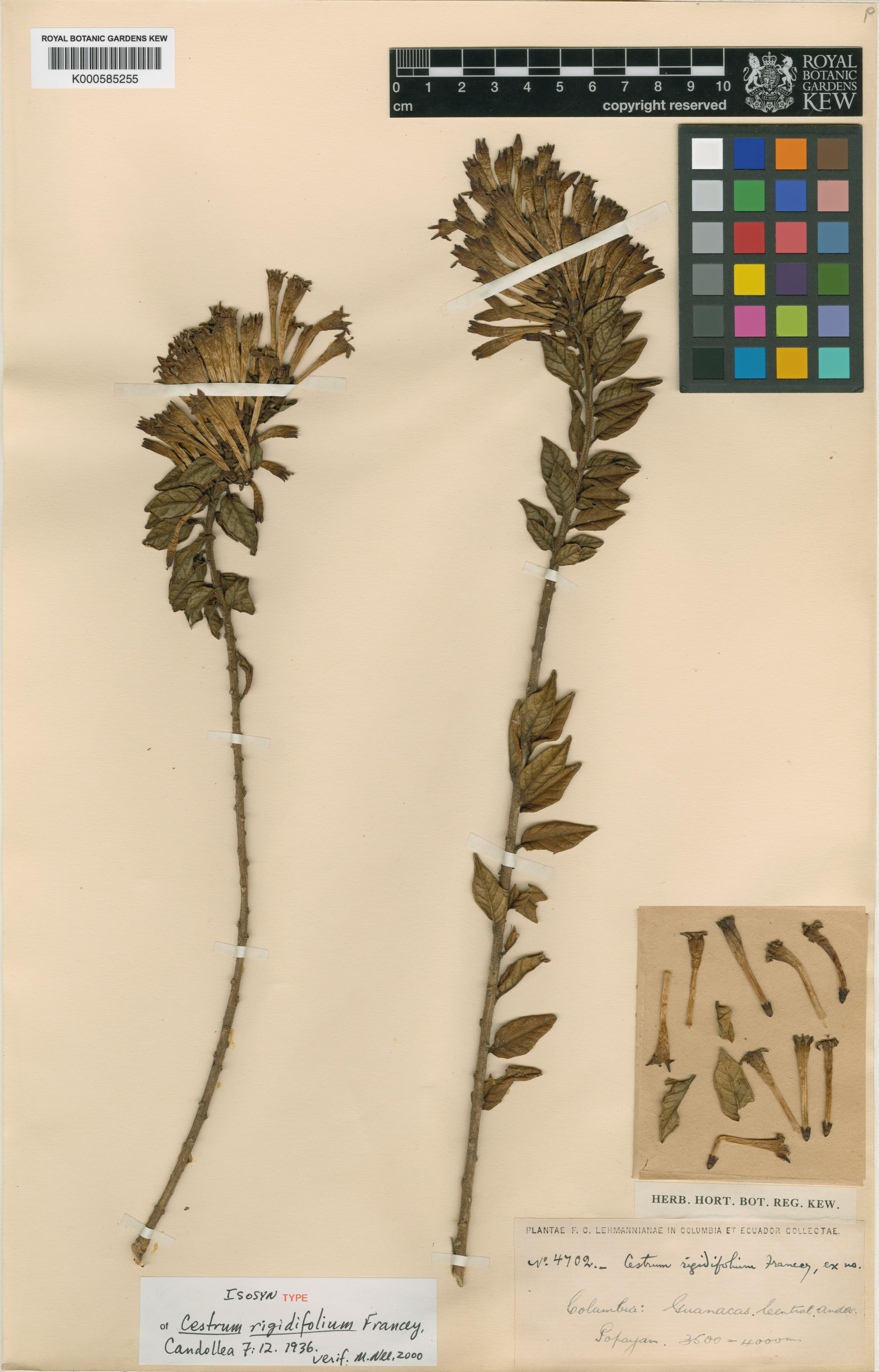 Cestrum rigidifolium