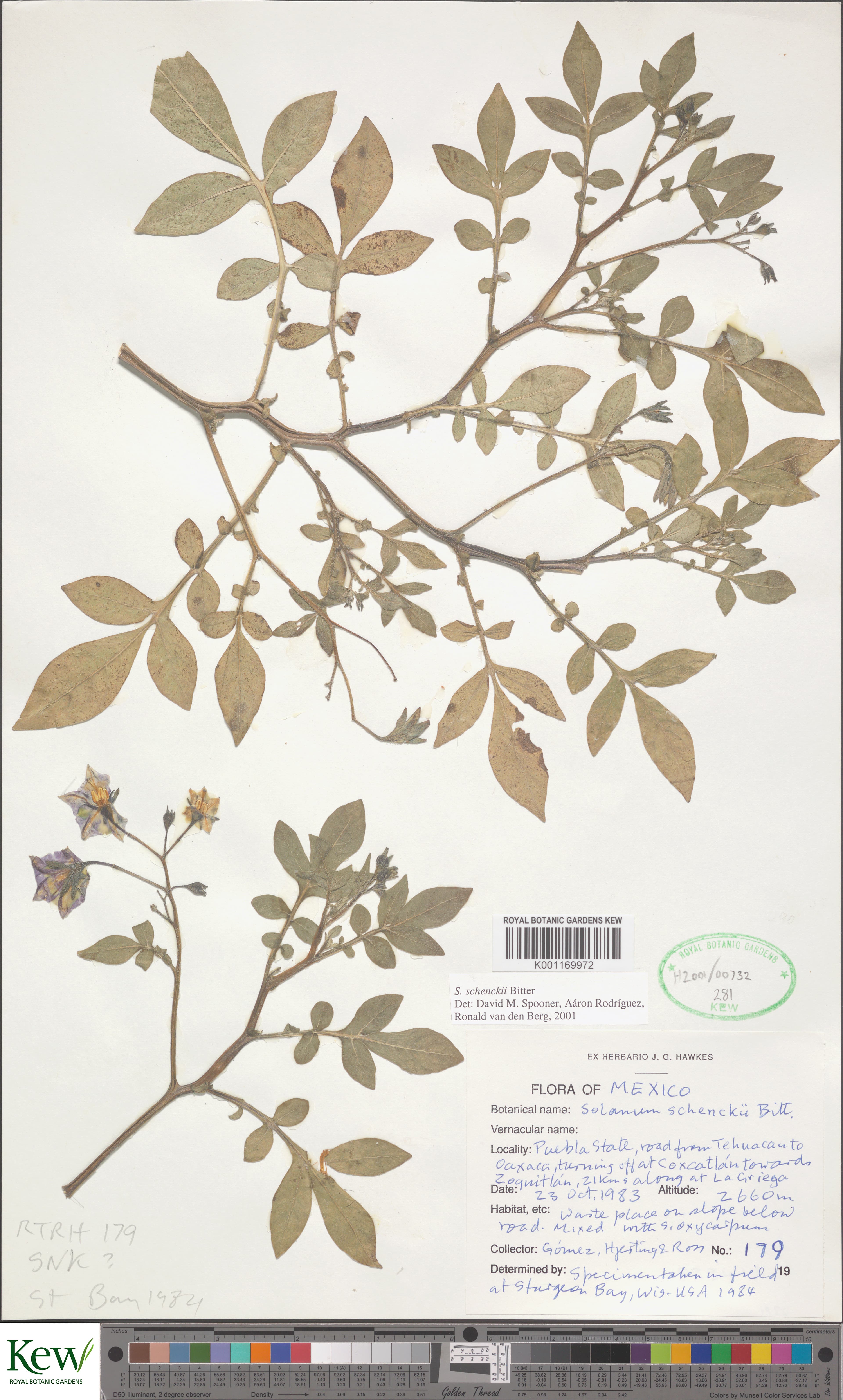 Solanum schenckii