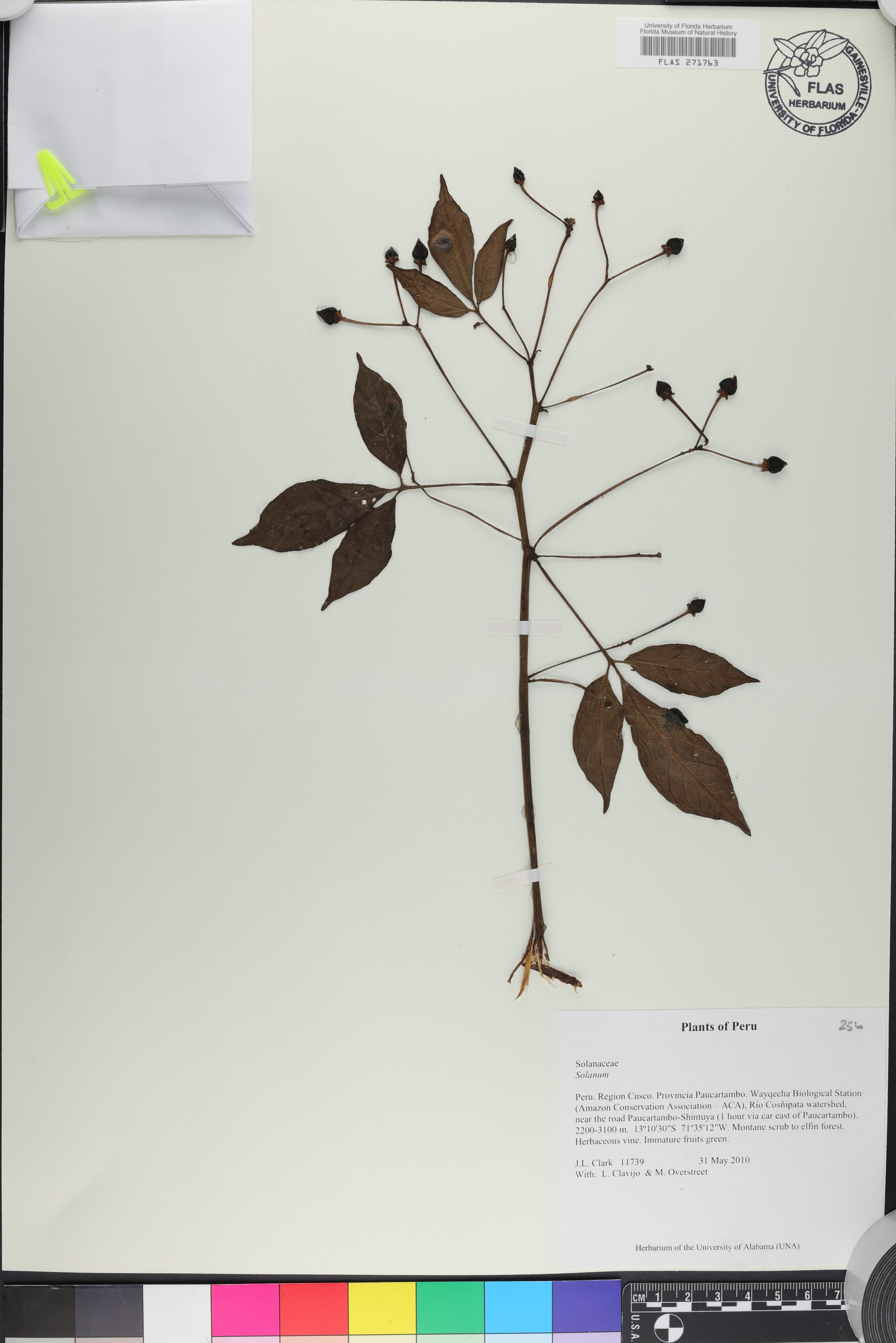 Solanum terraneum